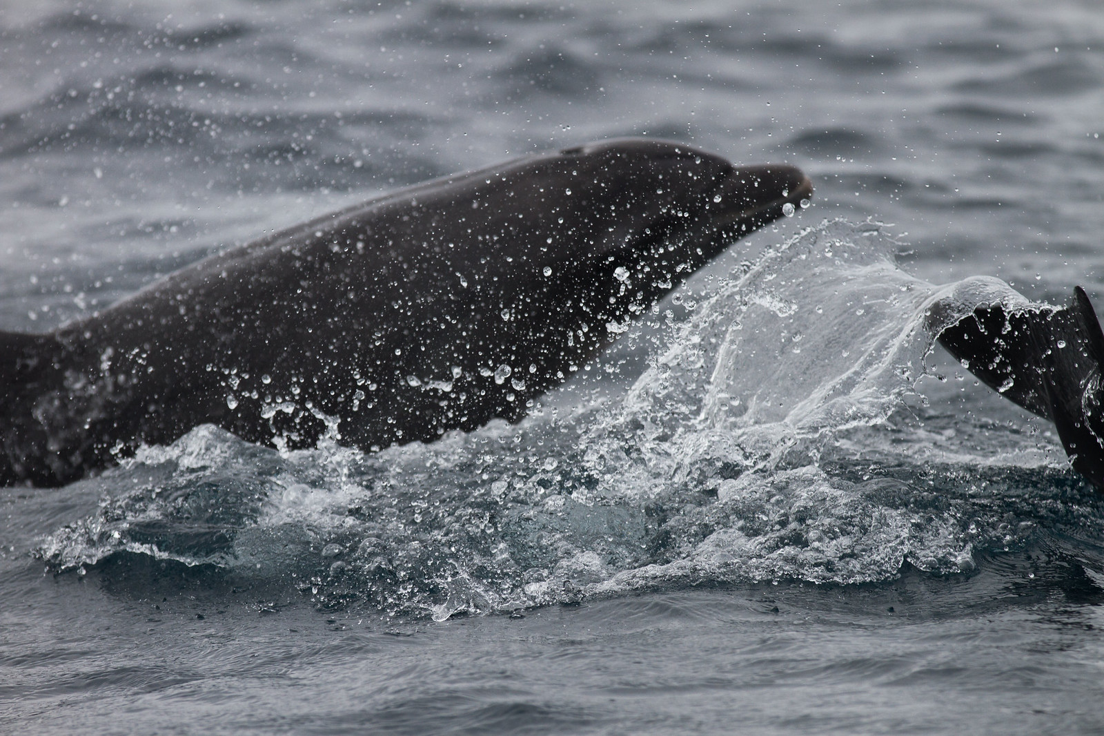 A sea lion surfacing through the ocean in a burst of spray and splashing water.