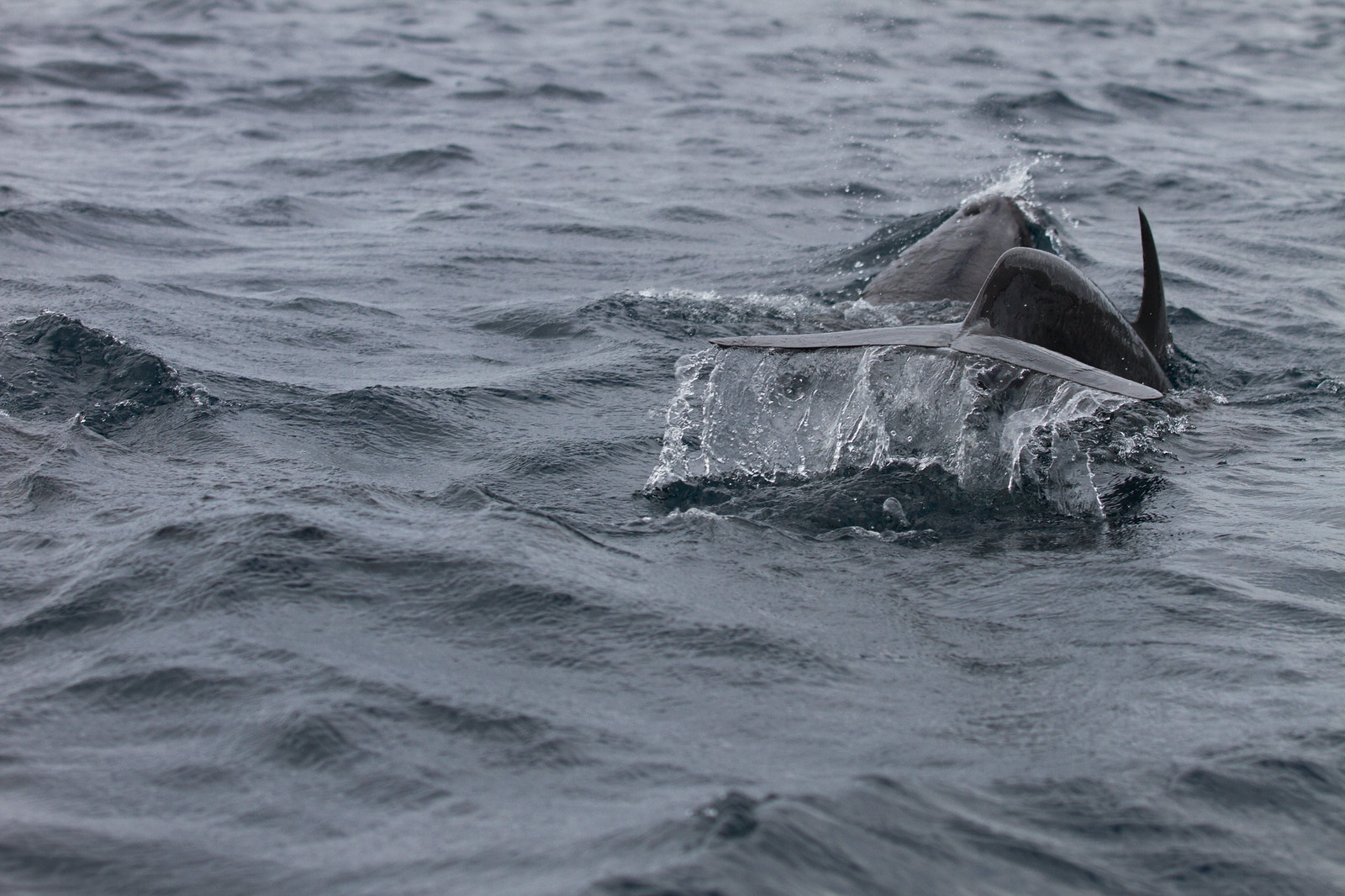 A dolphin's dorsal fin and back breaking the surface of choppy grey ocean water.