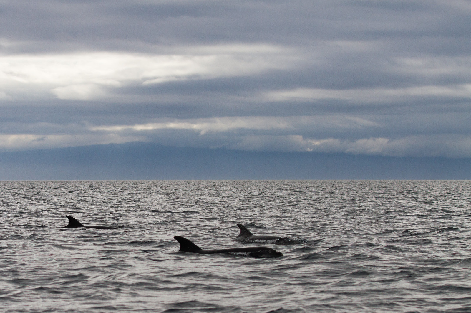Three dolphins surfacing in choppy grey ocean water under a cloudy sky.