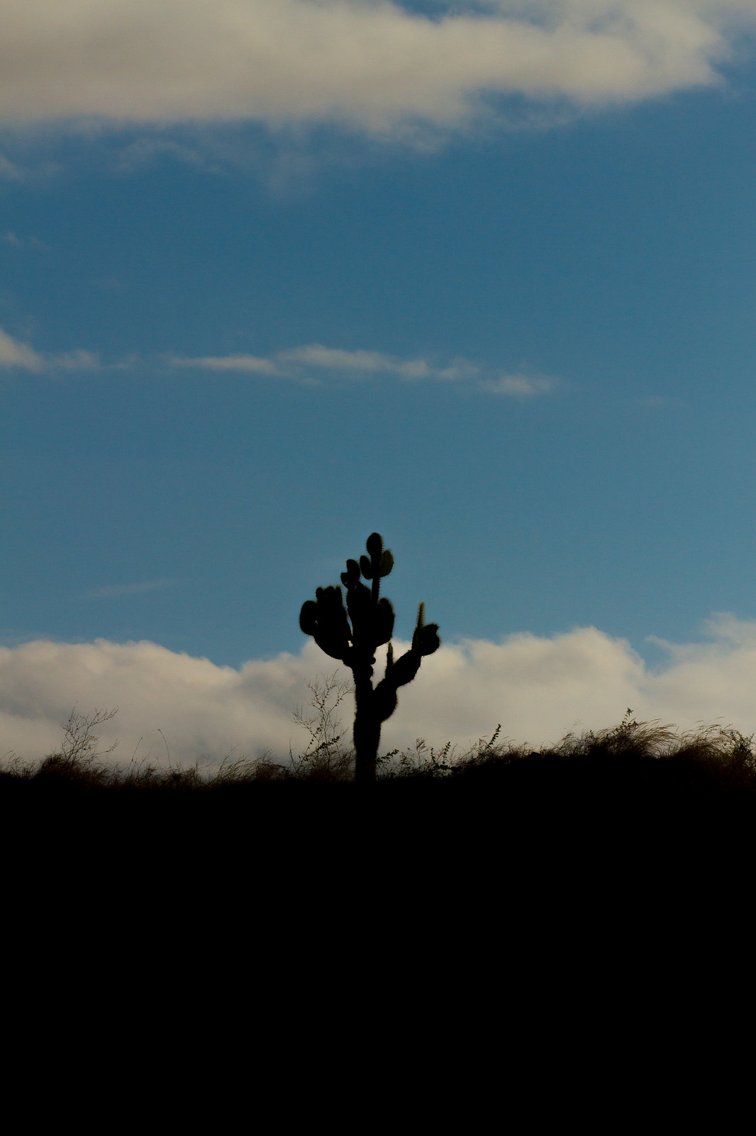 A prickly pear cactus silhouetted on a ridge against a blue sky with clouds.