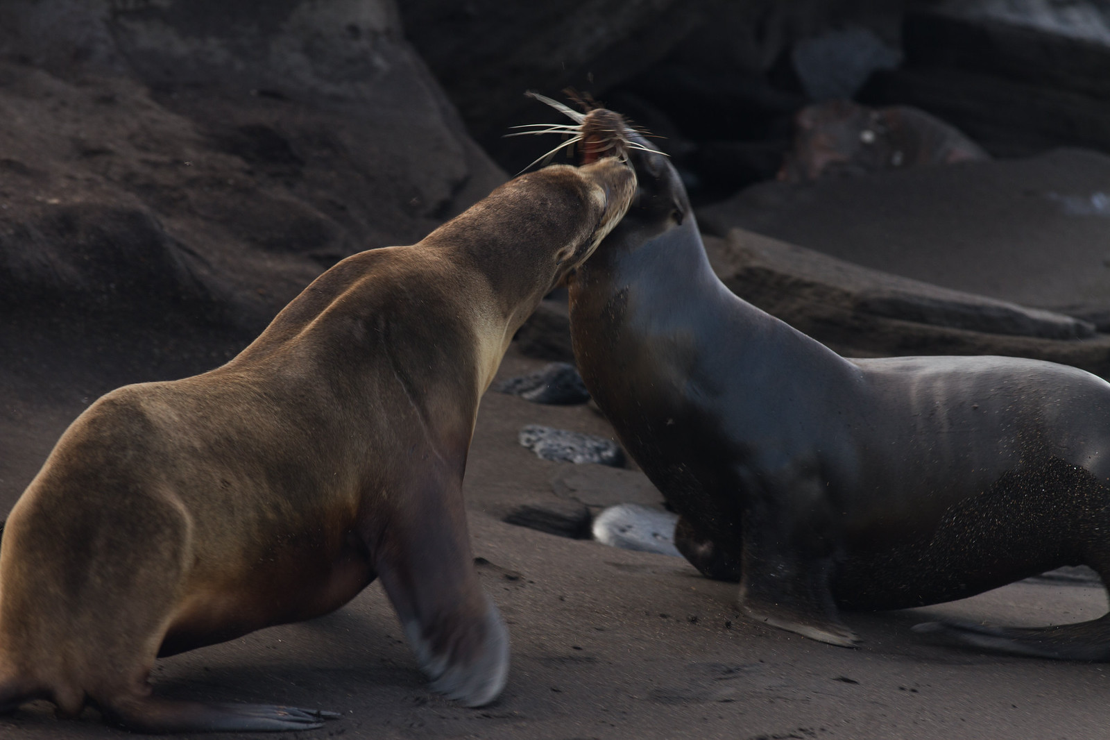 Two sea lions touching noses on a dark volcanic beach among rocks.