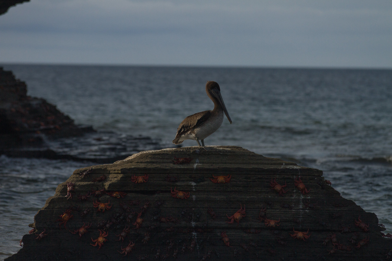 A brown pelican perched on a seaside rock dotted with red Sally Lightfoot crabs.