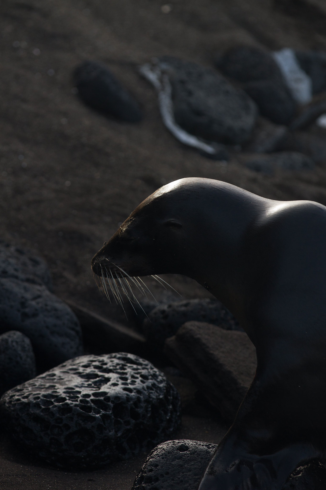 Backlit sea lion with glowing whiskers resting among dark volcanic rocks on a black-sand beach.
