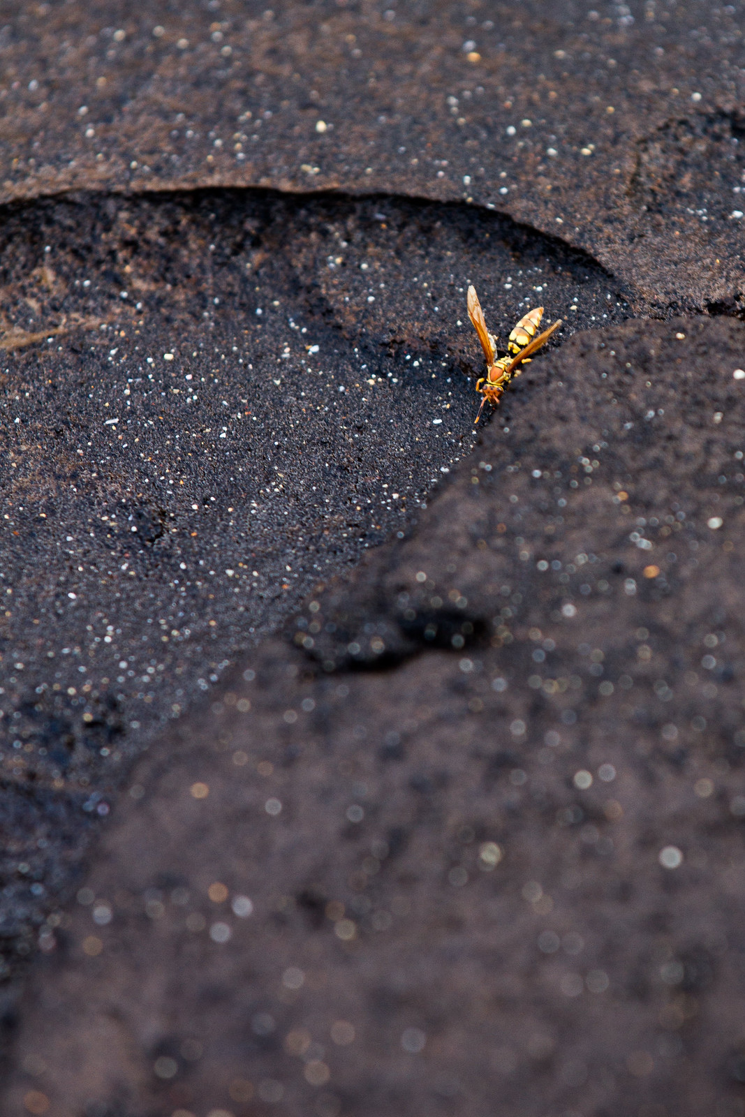 A yellow and orange wasp resting in a crevice of dark, glistening volcanic rock.