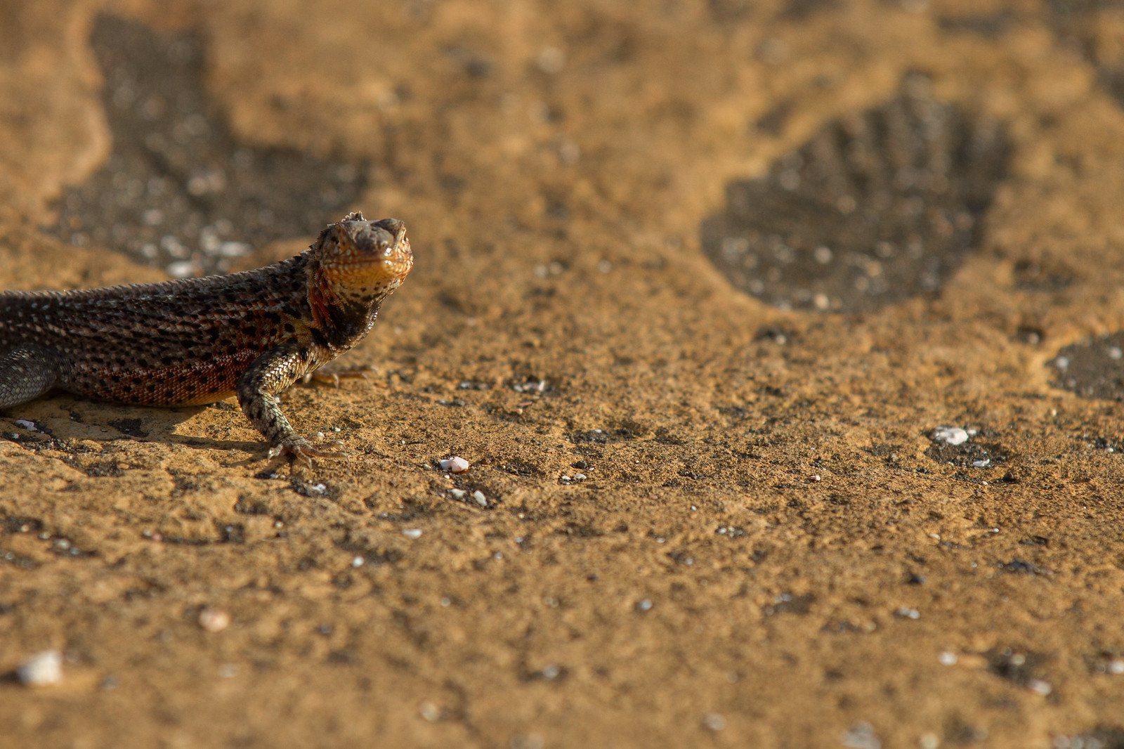 A lava lizard with an orange throat basks on sandy volcanic ground in the Galápagos.