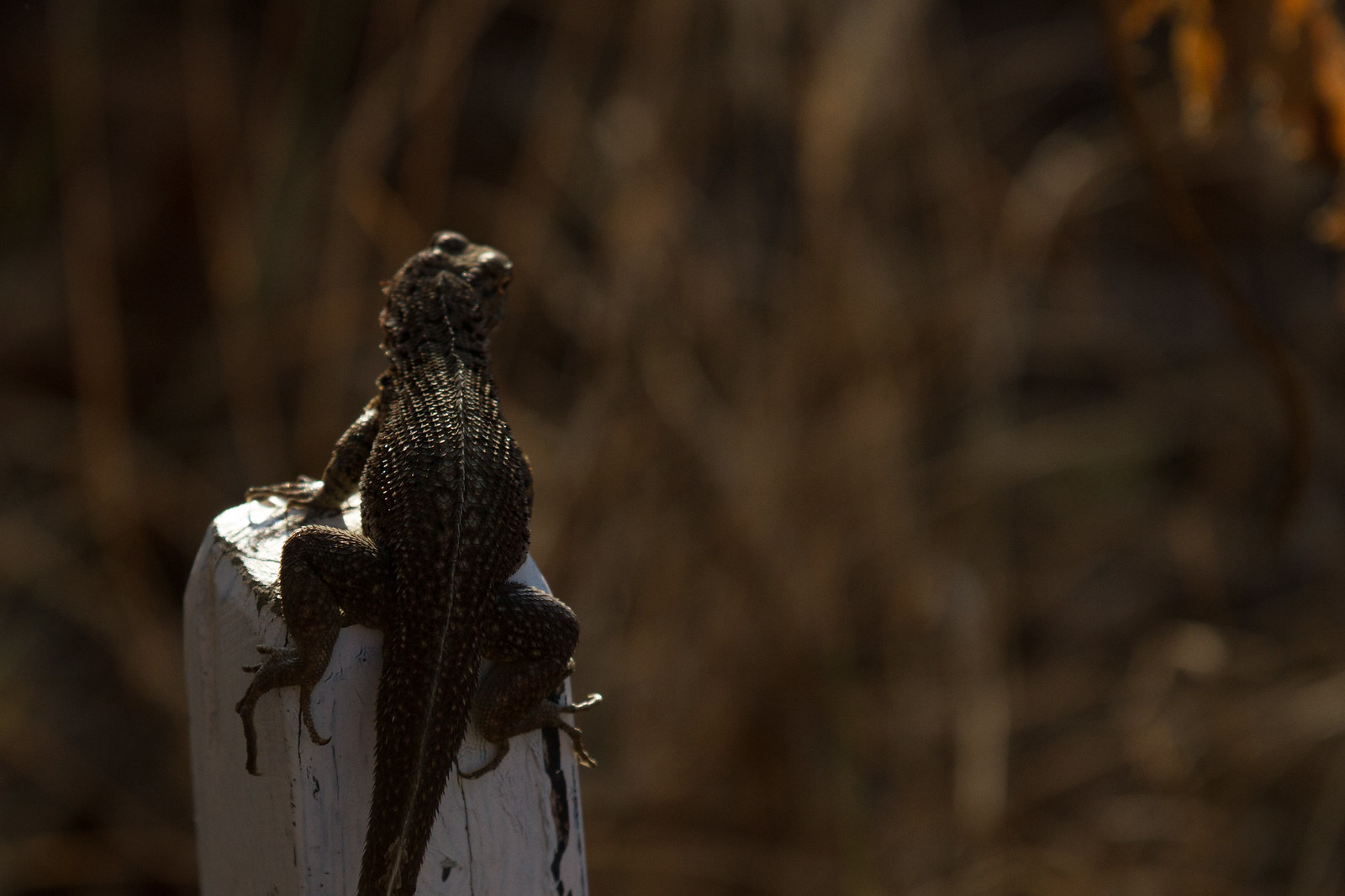 A backlit Galápagos lava lizard perched on a white post against blurred dry brush.