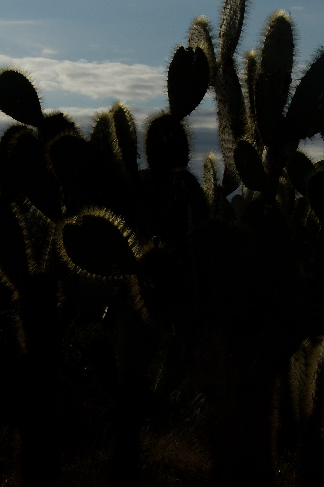 Backlit prickly pear cactus silhouetted against a cloudy dusk sky, spines rimmed with golden light.