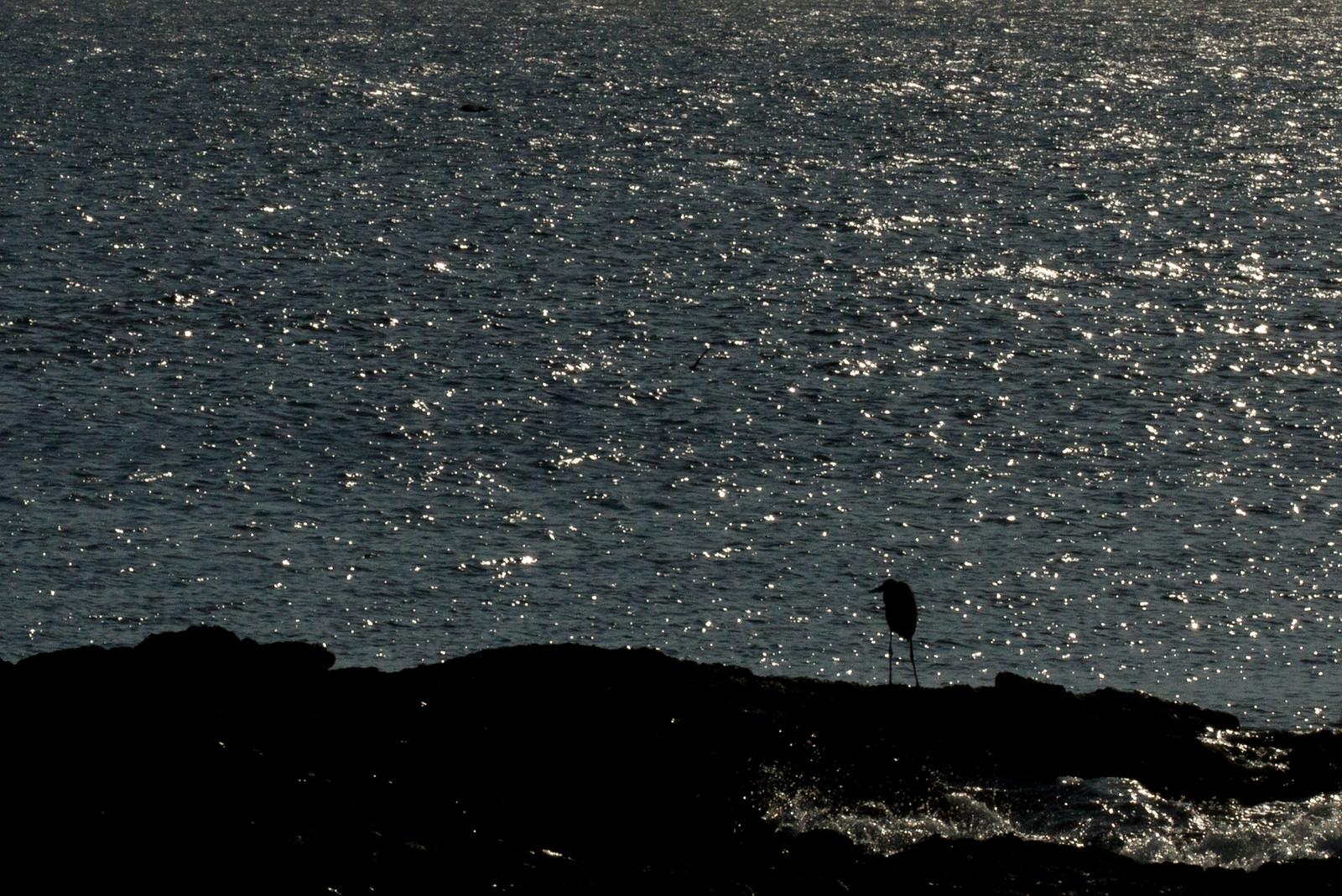 Silhouette of a heron on a rocky shore against shimmering sunlit ocean water.