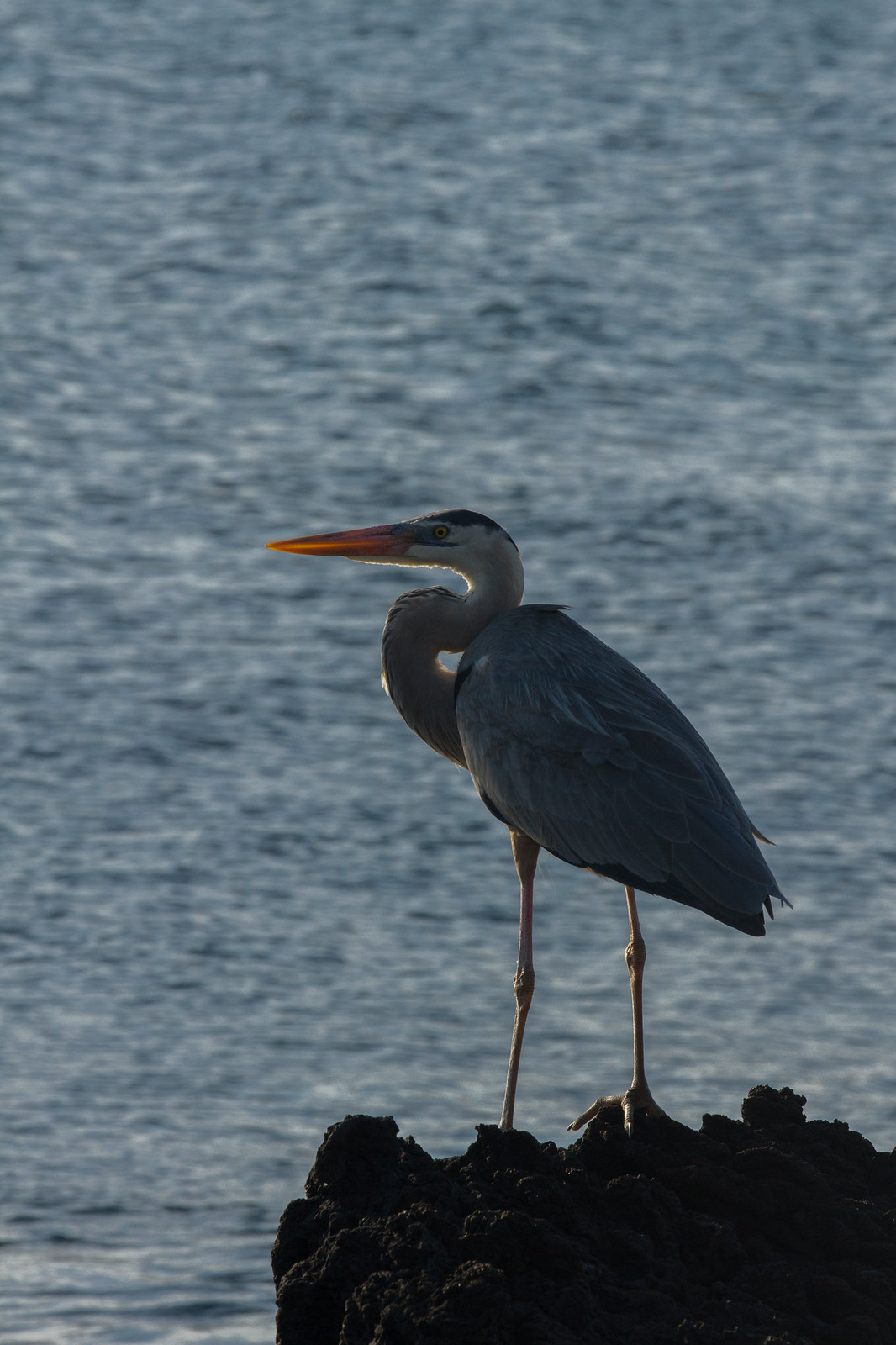 A great blue heron perched on dark volcanic rock at the water's edge in soft light.