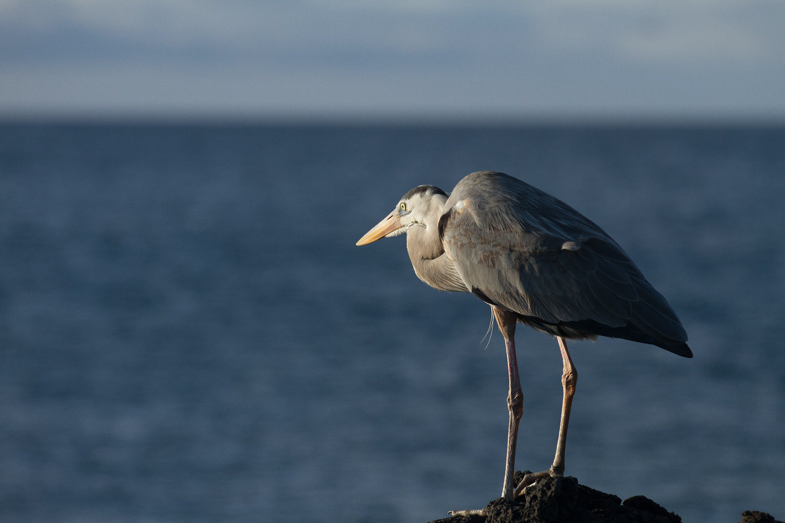 A great blue heron perched on a dark lava rock against a deep blue ocean backdrop.