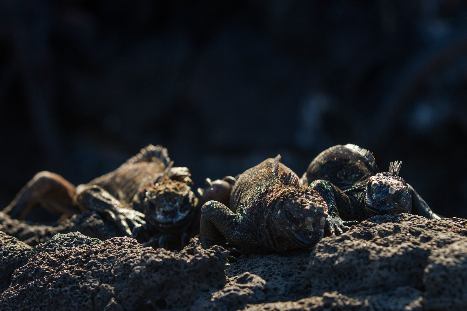 A cluster of marine iguanas basking together on dark volcanic lava rock in the Galápagos.