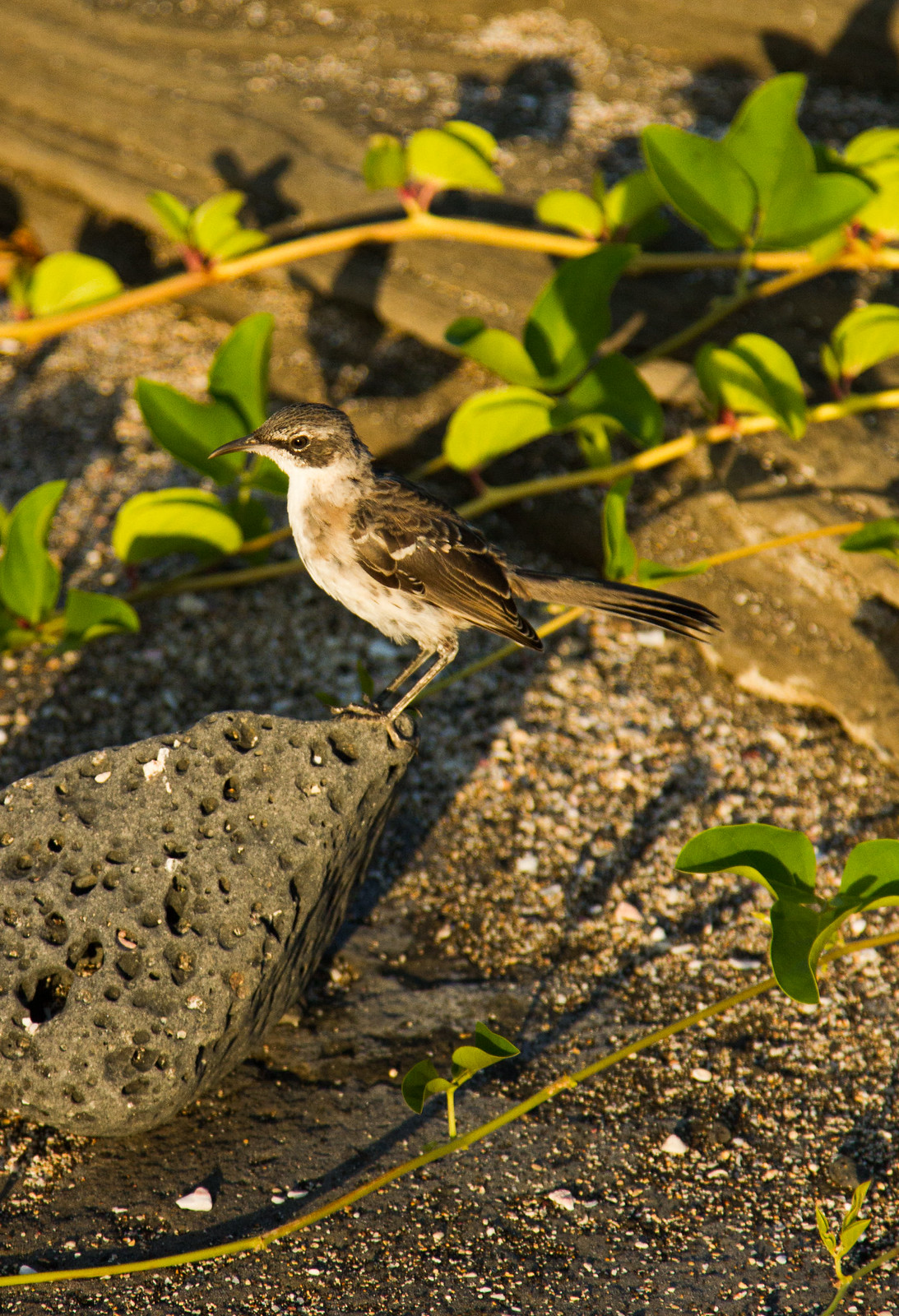 A Galápagos mockingbird perched on a porous volcanic rock amid green vines on a sandy shore.