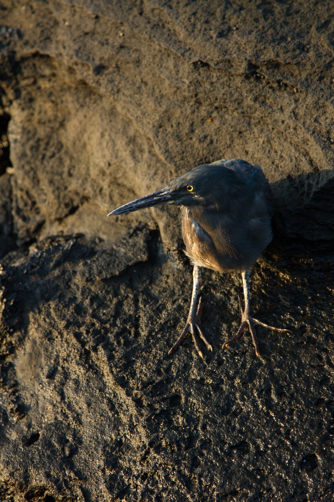 A small dark lava heron with a long beak and yellow eye perched on volcanic rock in warm light.