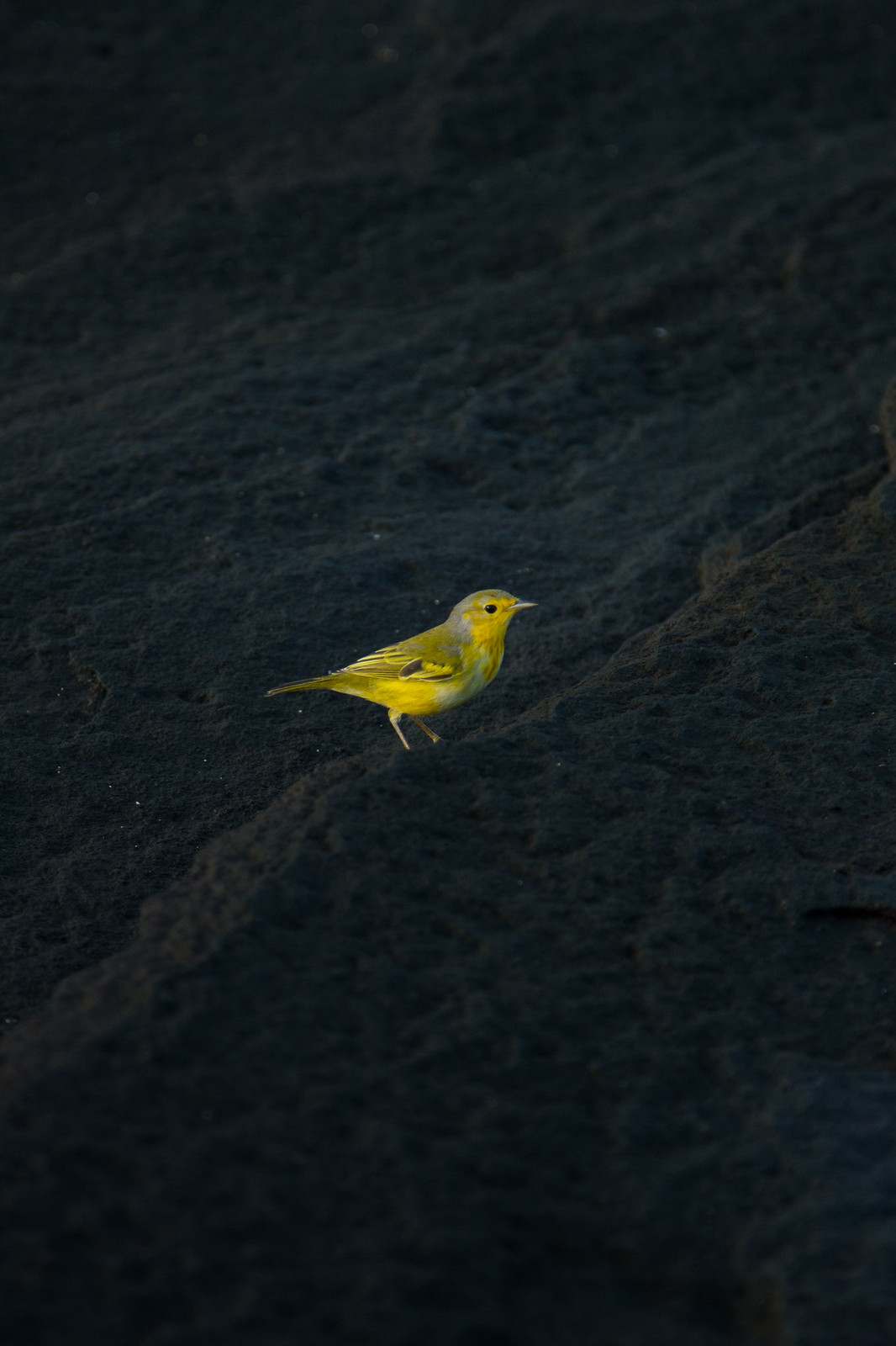A small yellow warbler perched on dark volcanic rock, lit by warm sun.