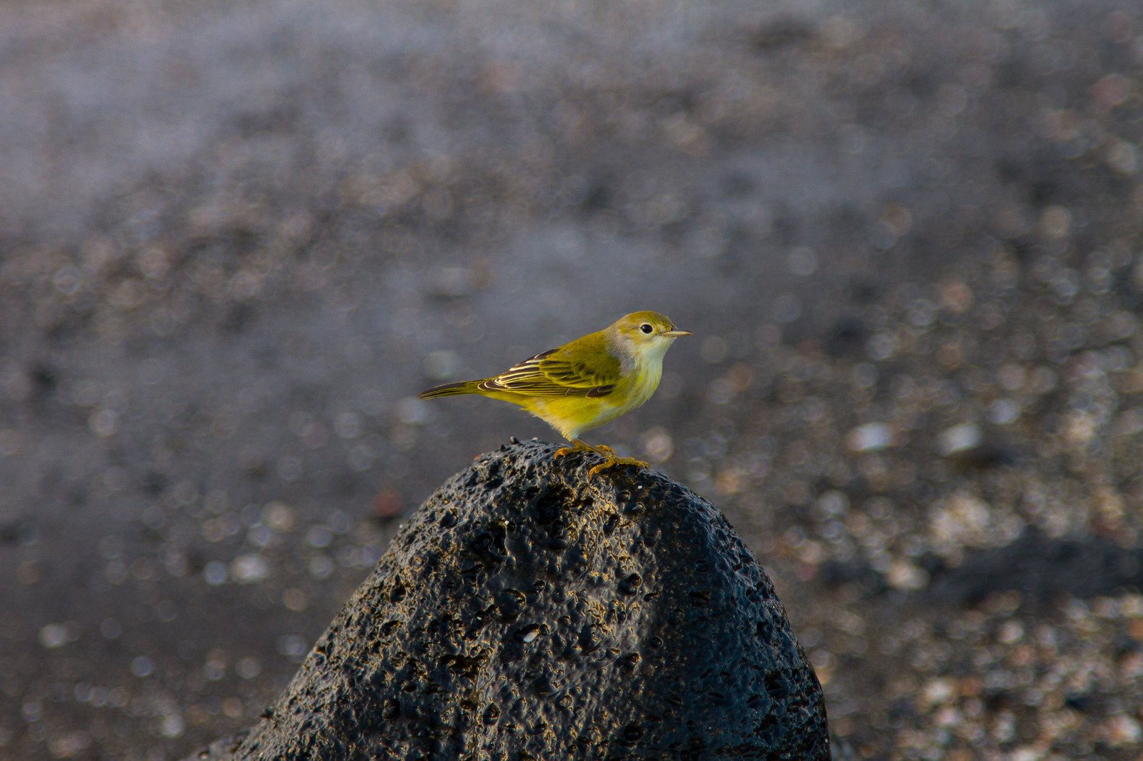 A small yellow warbler perched on a dark volcanic rock against a blurred beach backdrop.