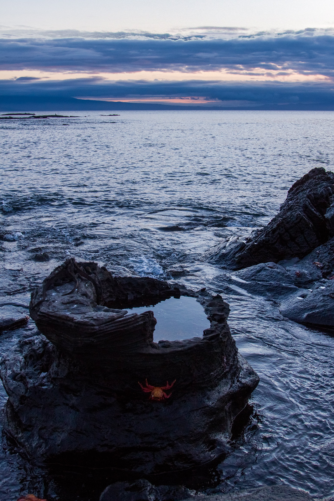 A red Sally Lightfoot crab on a hollowed volcanic rock tide pool at a Galápagos shoreline at dusk.