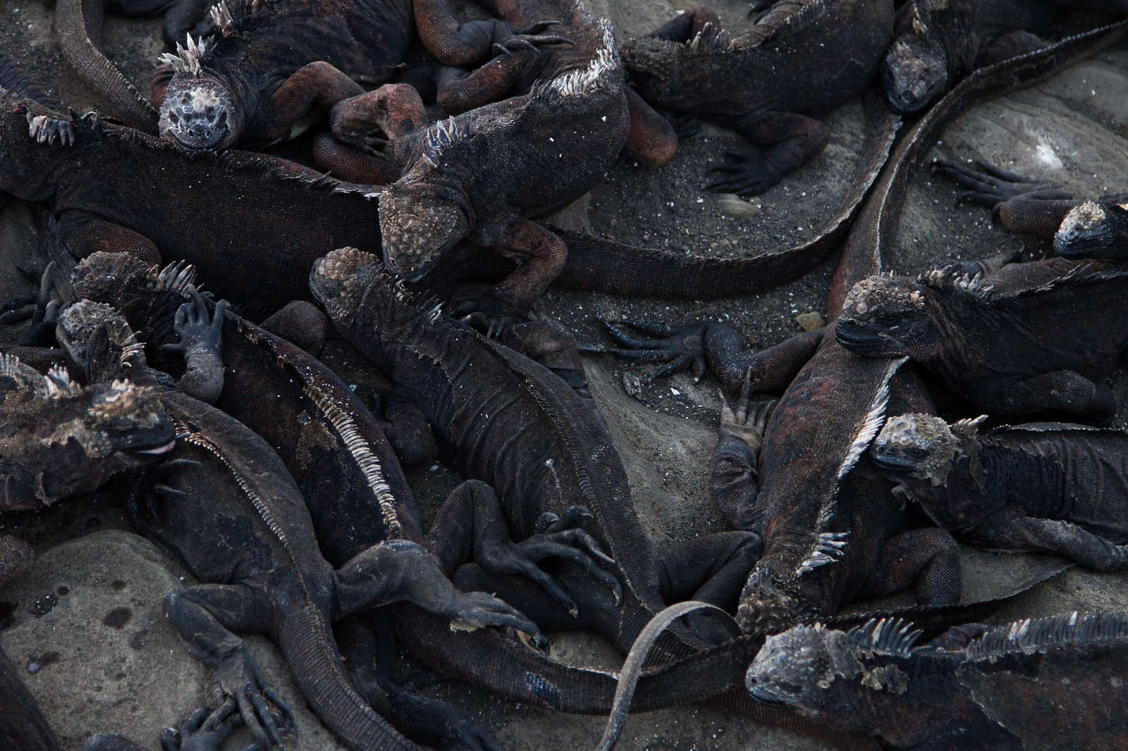 A large pile of Galápagos marine iguanas basking together on dark volcanic rock.