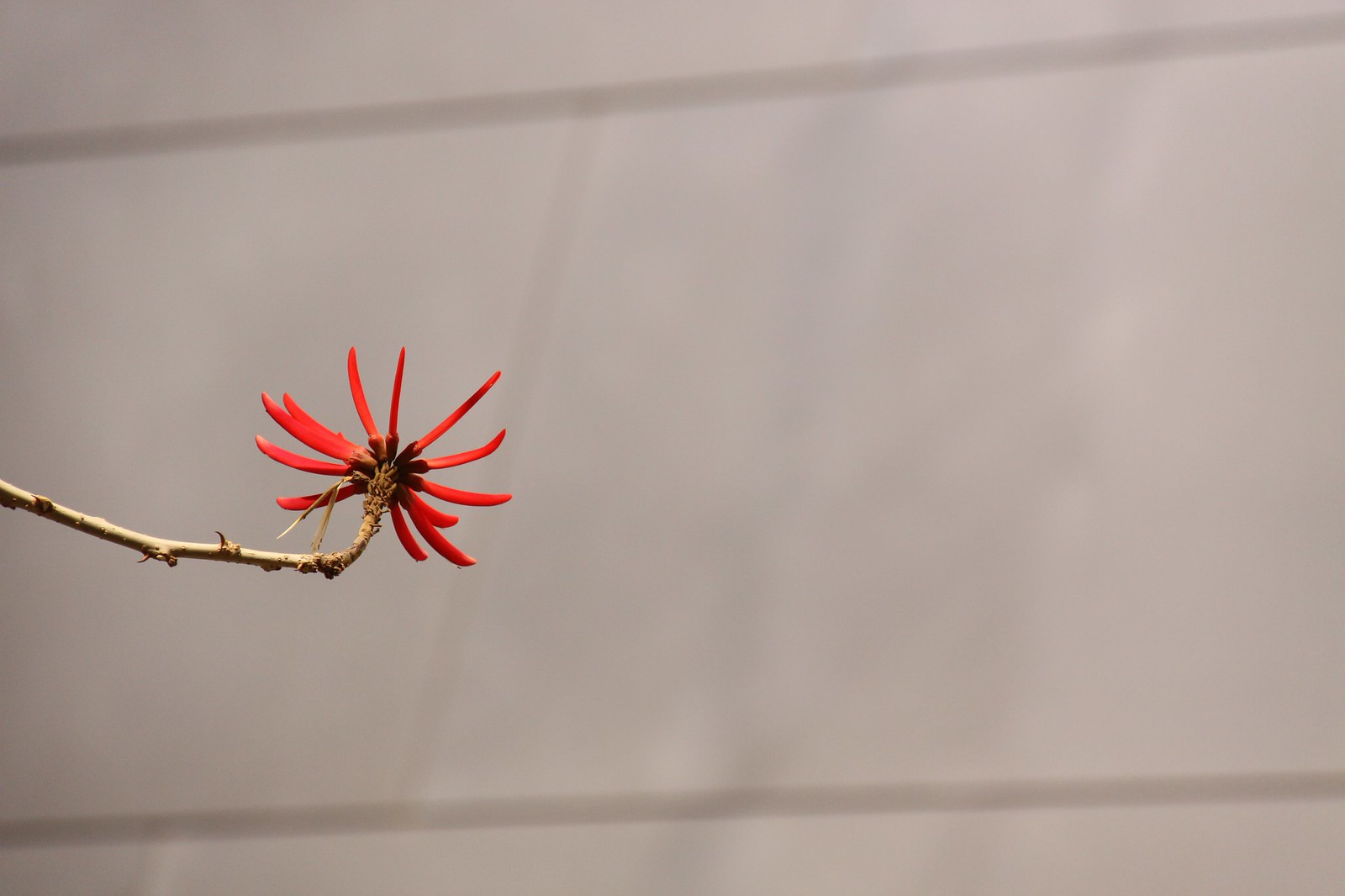 A single red coral tree flower on a thorny bare branch against a soft grey wall.