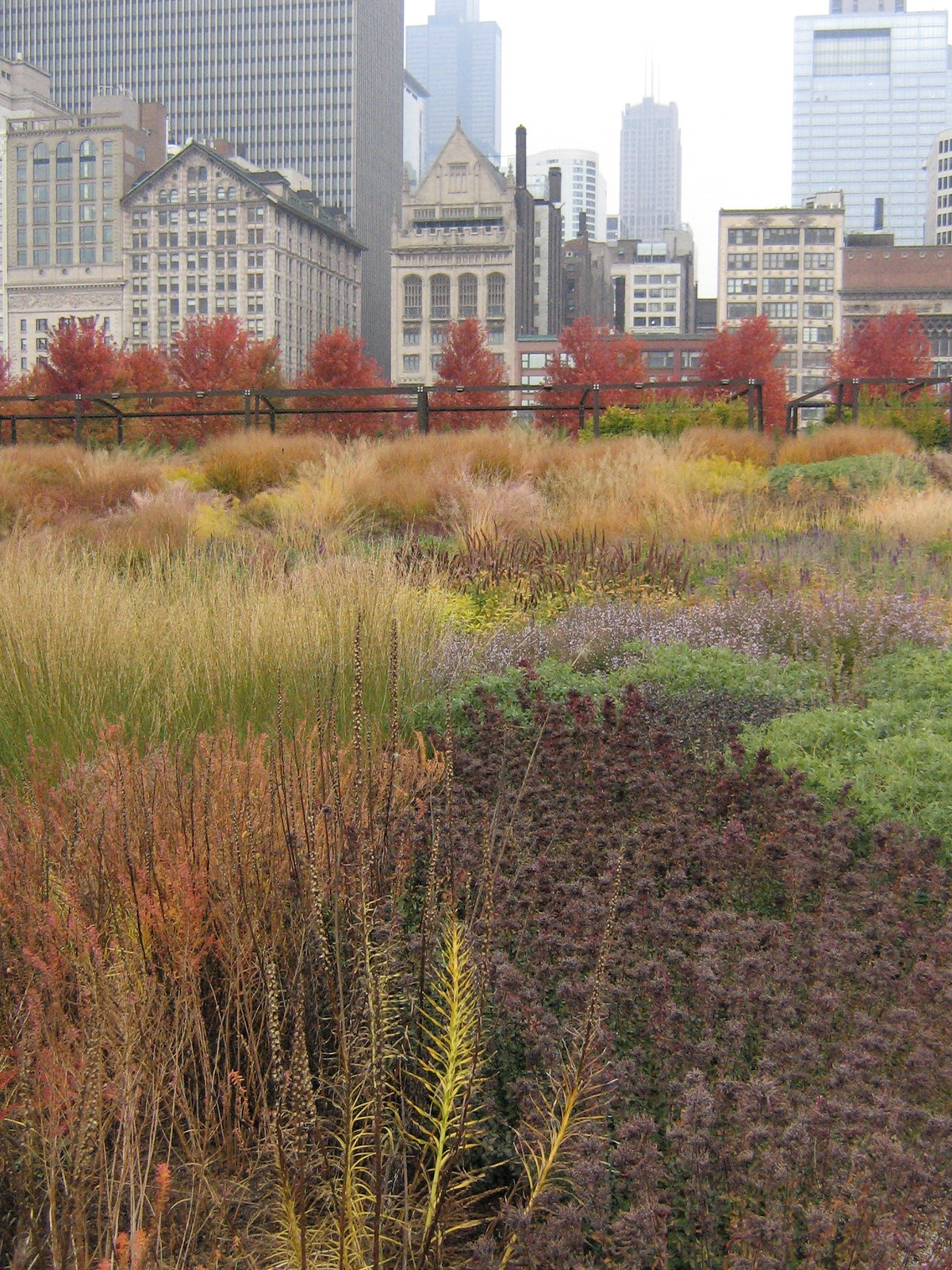 Autumn prairie grasses and wildflowers in Lurie Garden with the Chicago skyline rising behind.