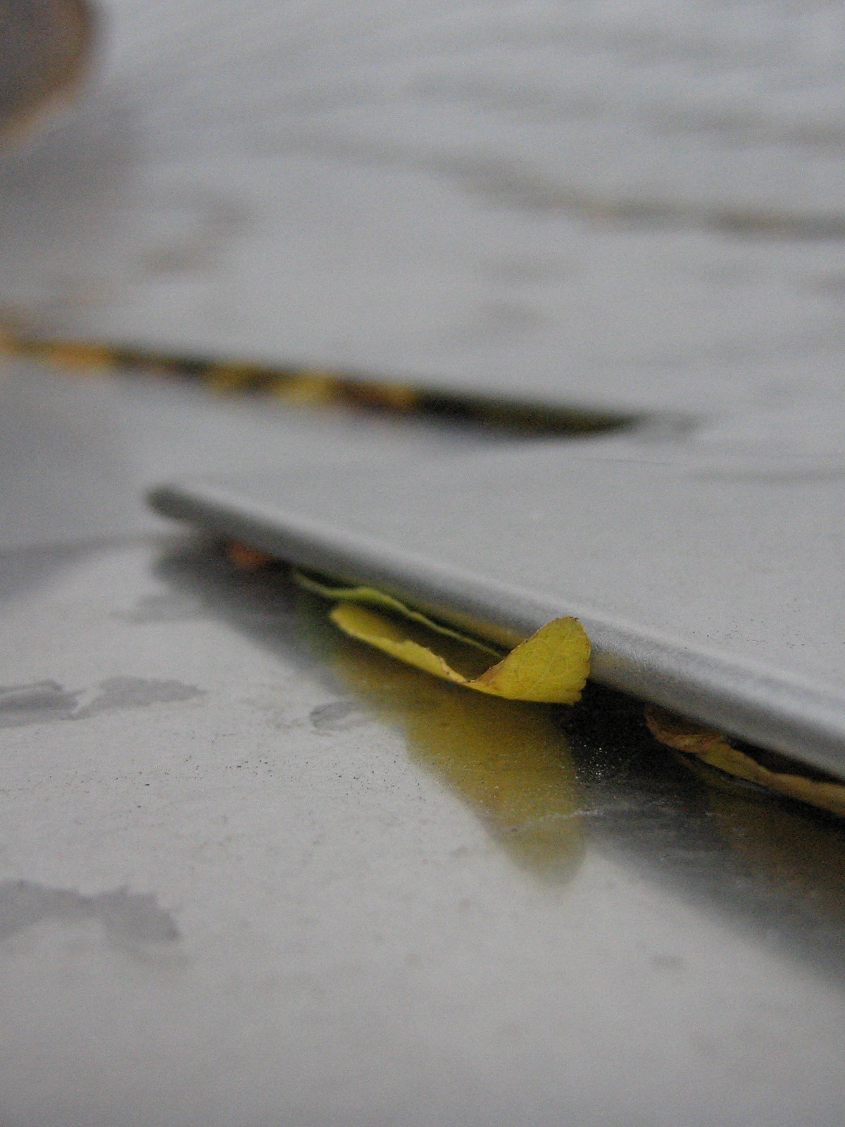 Yellow autumn leaves caught in the seams between polished steel panels of a Gehry building.