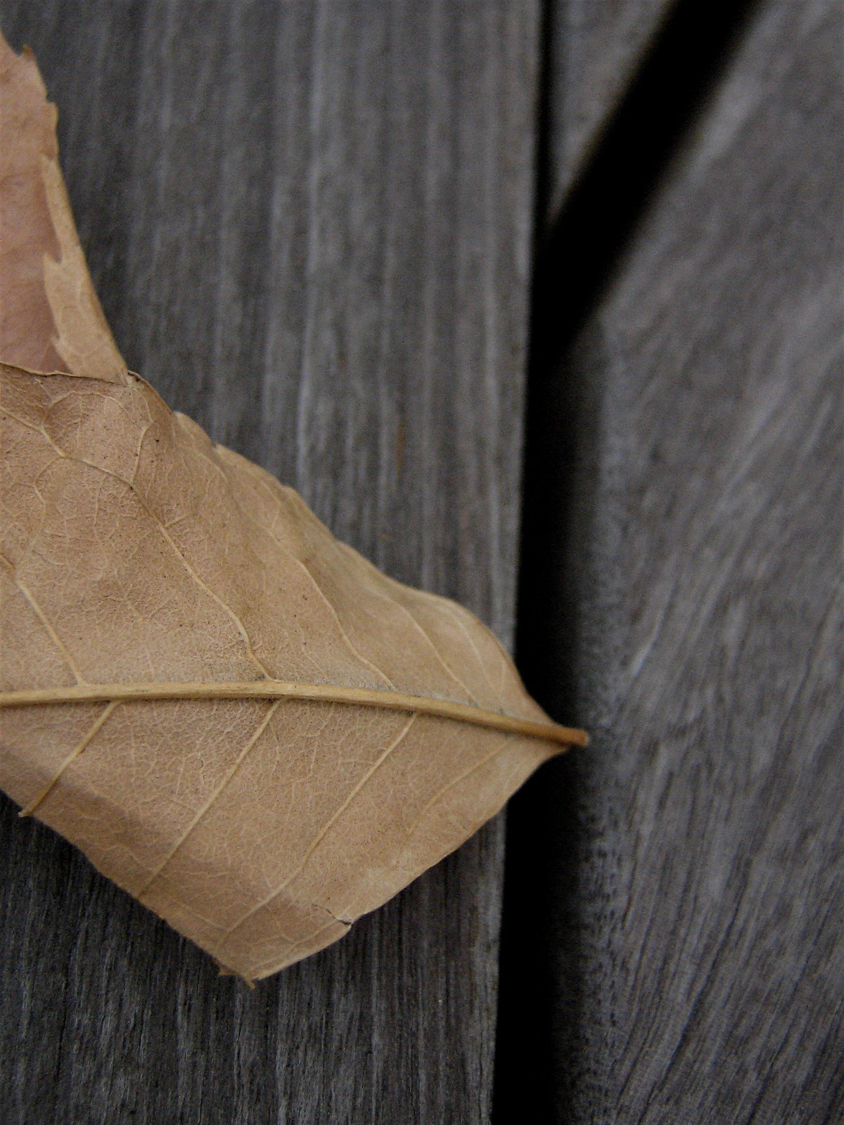 A dried brown leaf with visible veins resting on weathered gray wooden planks.