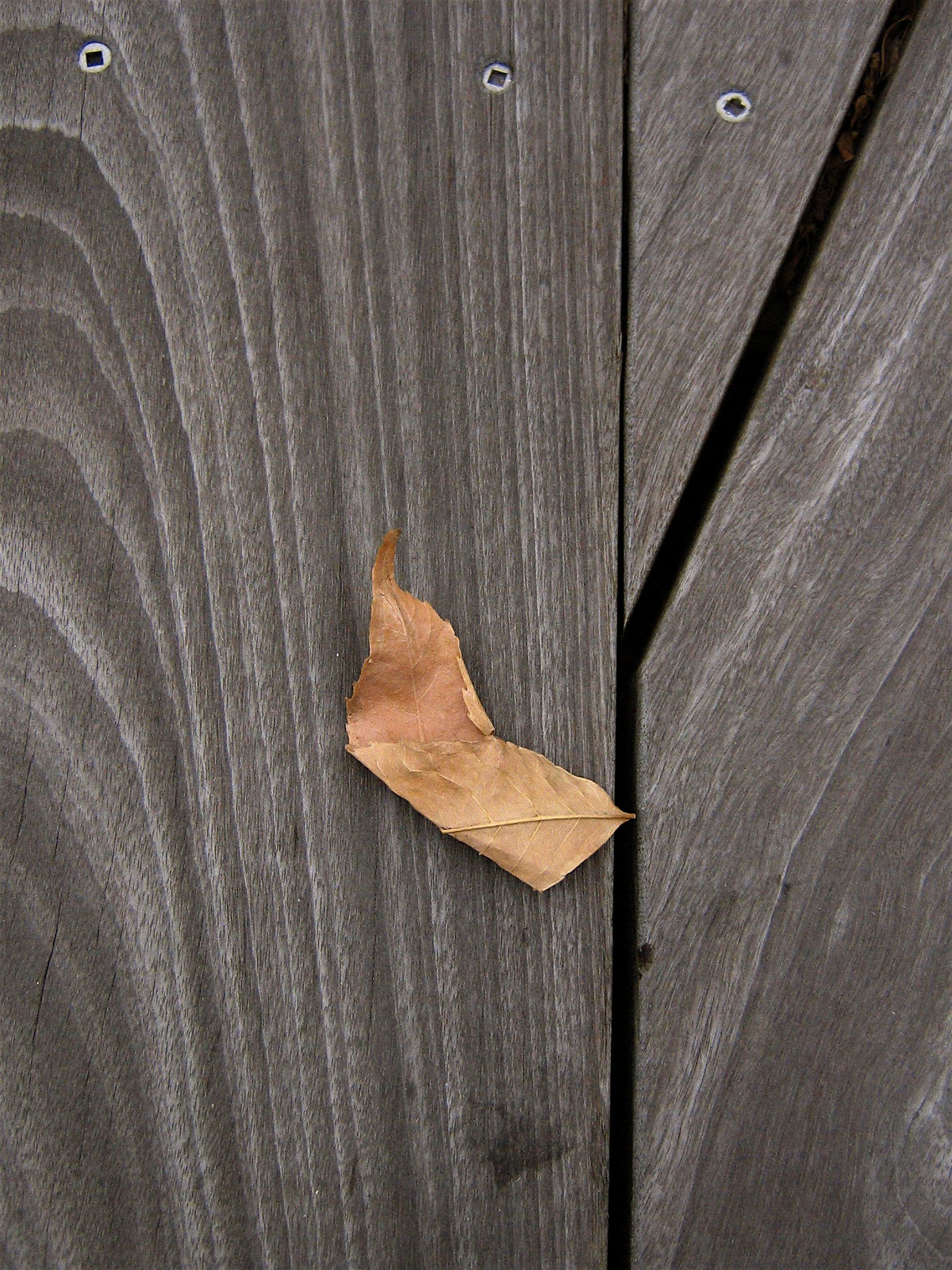 A single dry brown leaf resting on weathered gray wooden deck planks with visible screw holes.