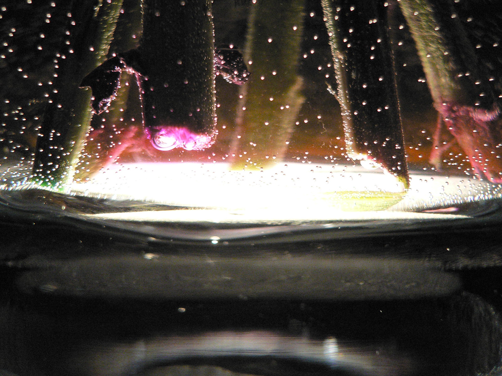 Backlit plant stalks and leaves rise from a water surface dense with air bubbles, glowing pink and green.