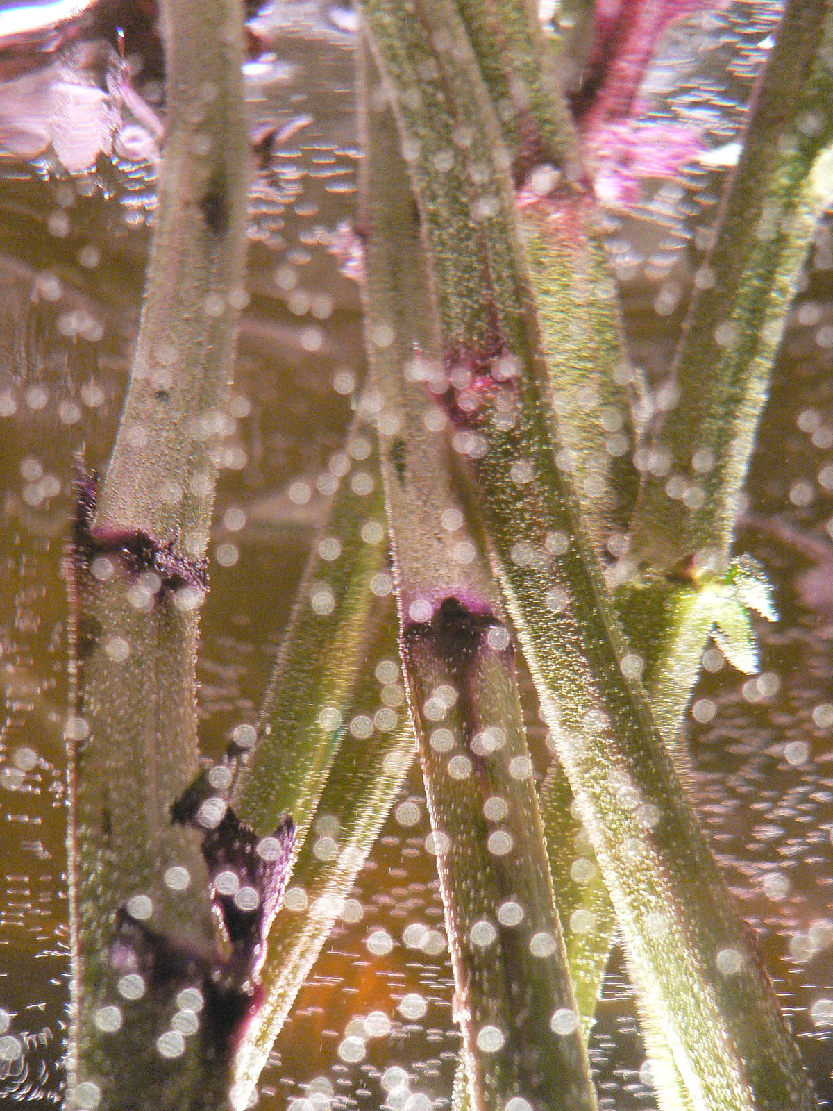 Sunlit close-up of hairy green and purple plant stems with sparkling bokeh dots of refracted light.