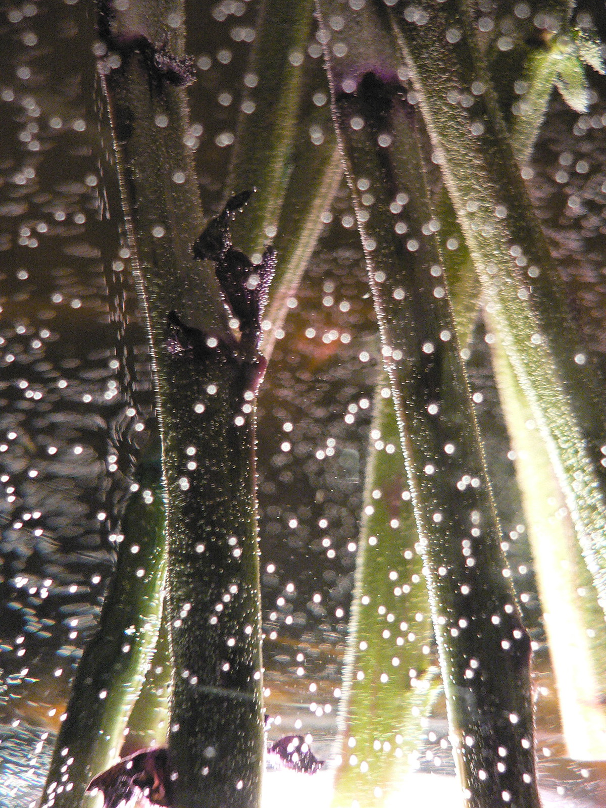 Backlit close-up of dew-covered flower stems glittering with countless bright water droplets.