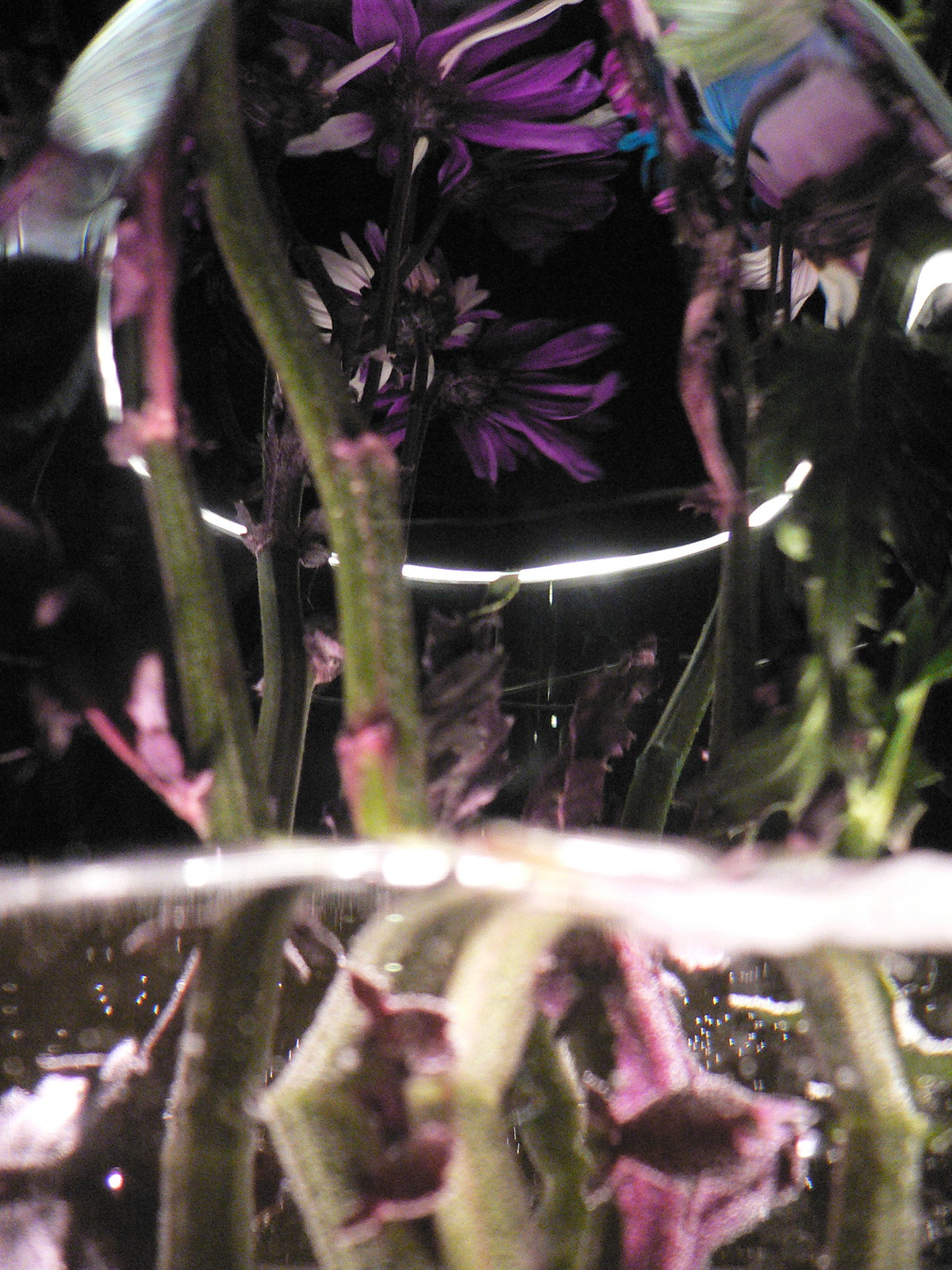 Purple and white daisies distorted through glass and water, with stems refracted in a dark, dreamlike close-up