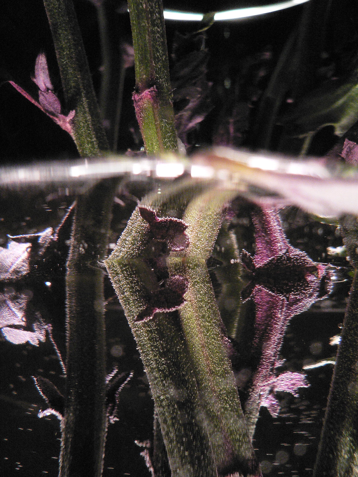 Fuzzy green and purple plant stems mirrored in dark water, their reflection meeting at the surface line.