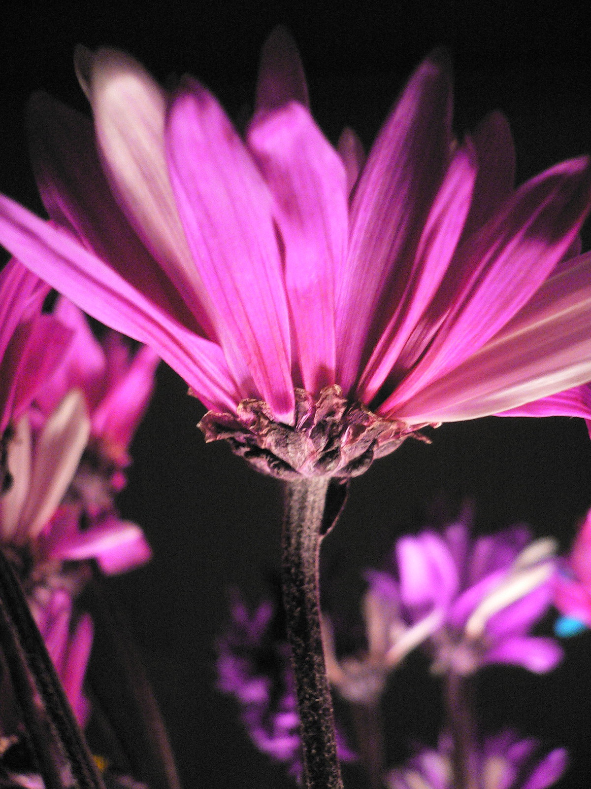 Backlit pink daisy shot from below against a dark background, with blurred purple blooms behind.