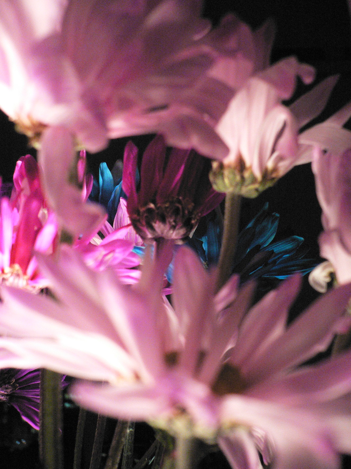 Dreamy close-up of pink, magenta, and blue daisies against a dark background