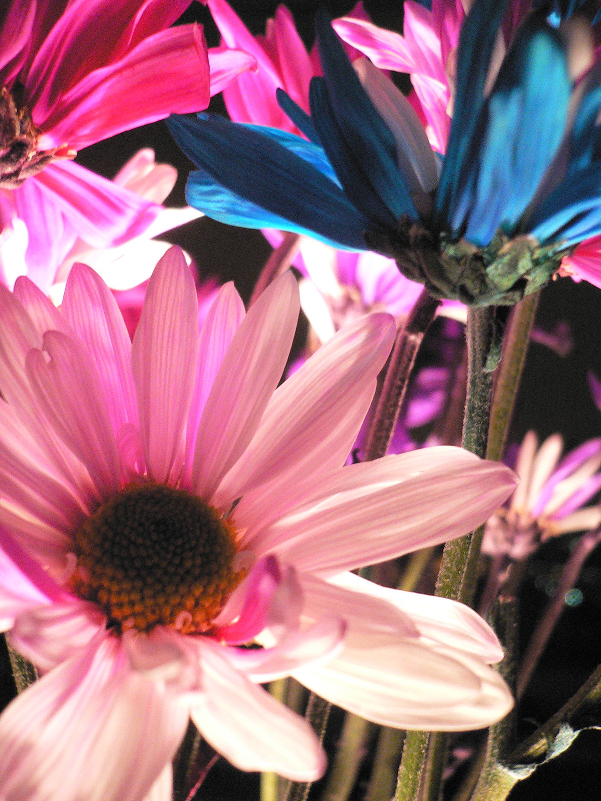 Close-up of vibrant pink and blue-dyed daisies against a dark background