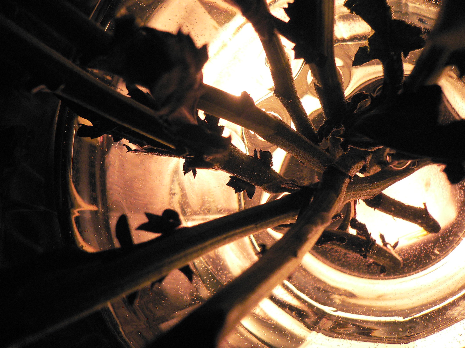 Backlit dark roses and thorny stems silhouetted inside a glass vase, glowing amber from within.