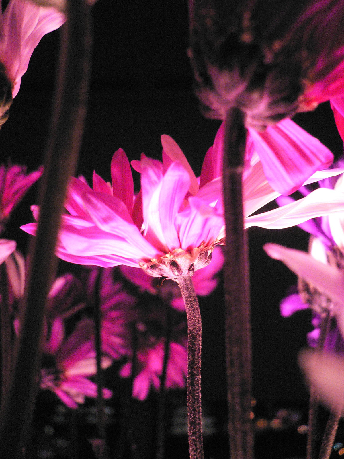 Illuminated pink and magenta flowers glowing against a dark night background, seen from below.