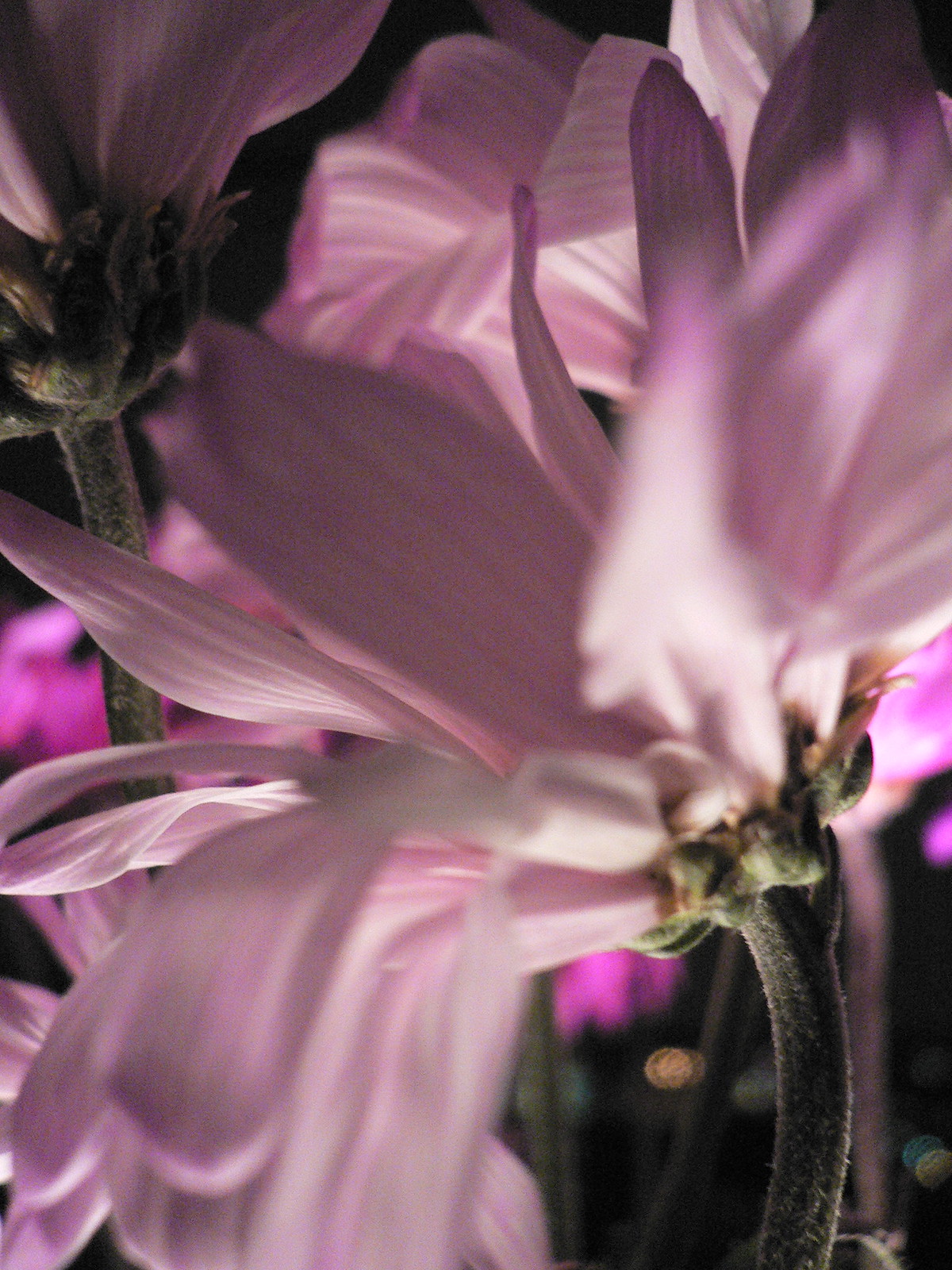 Backlit pink cosmos flowers photographed from below, petals glowing against a dark background with magenta light.