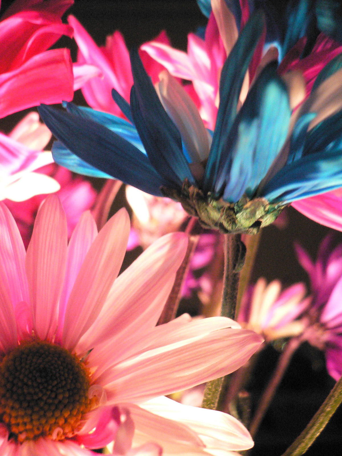 Close-up of dyed daisies, a vivid blue bloom rising above pink and white flowers against black.