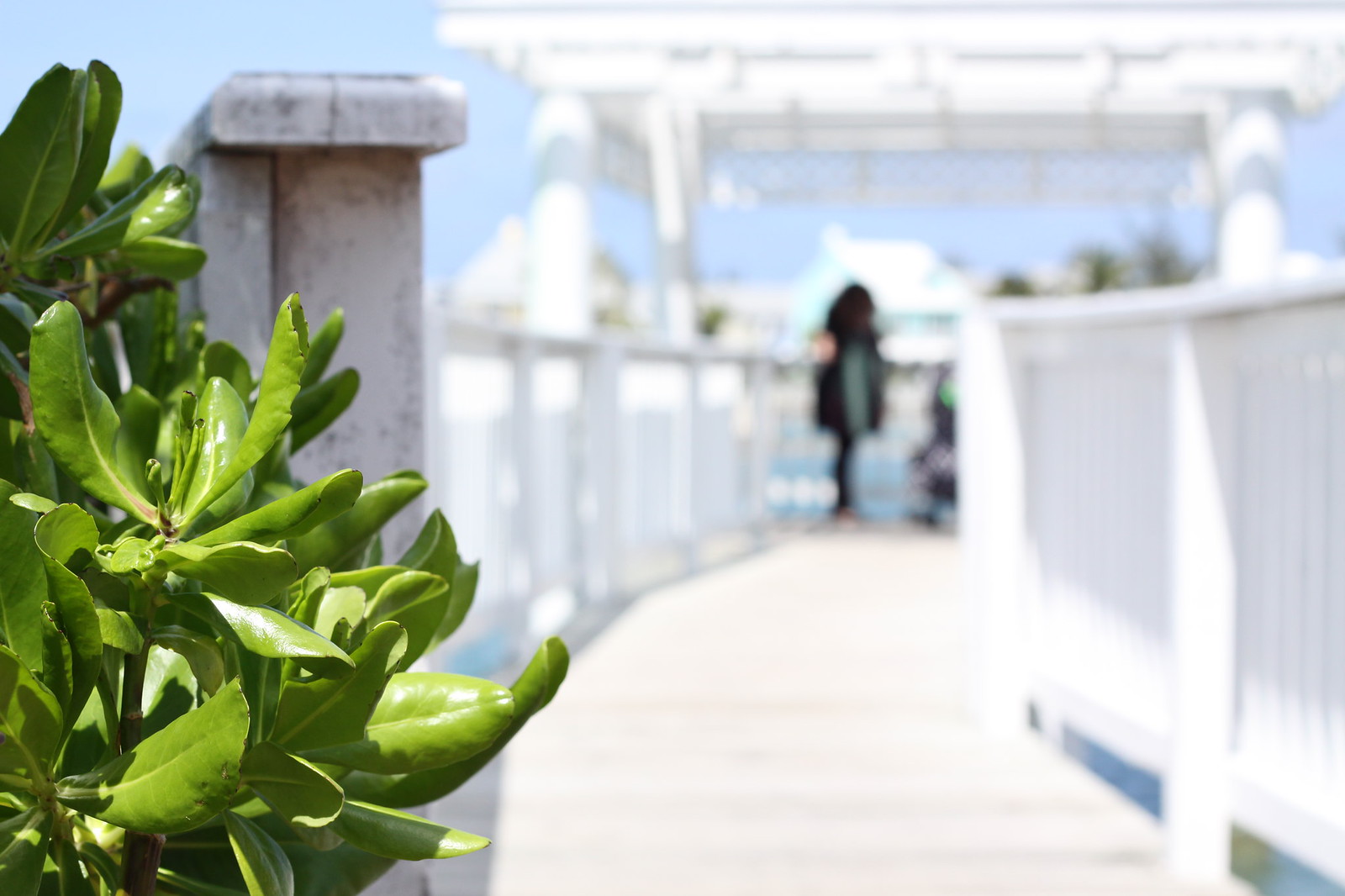 Green leafy plant in focus beside a white-railed boardwalk leading to a blurred gazebo and figure.
