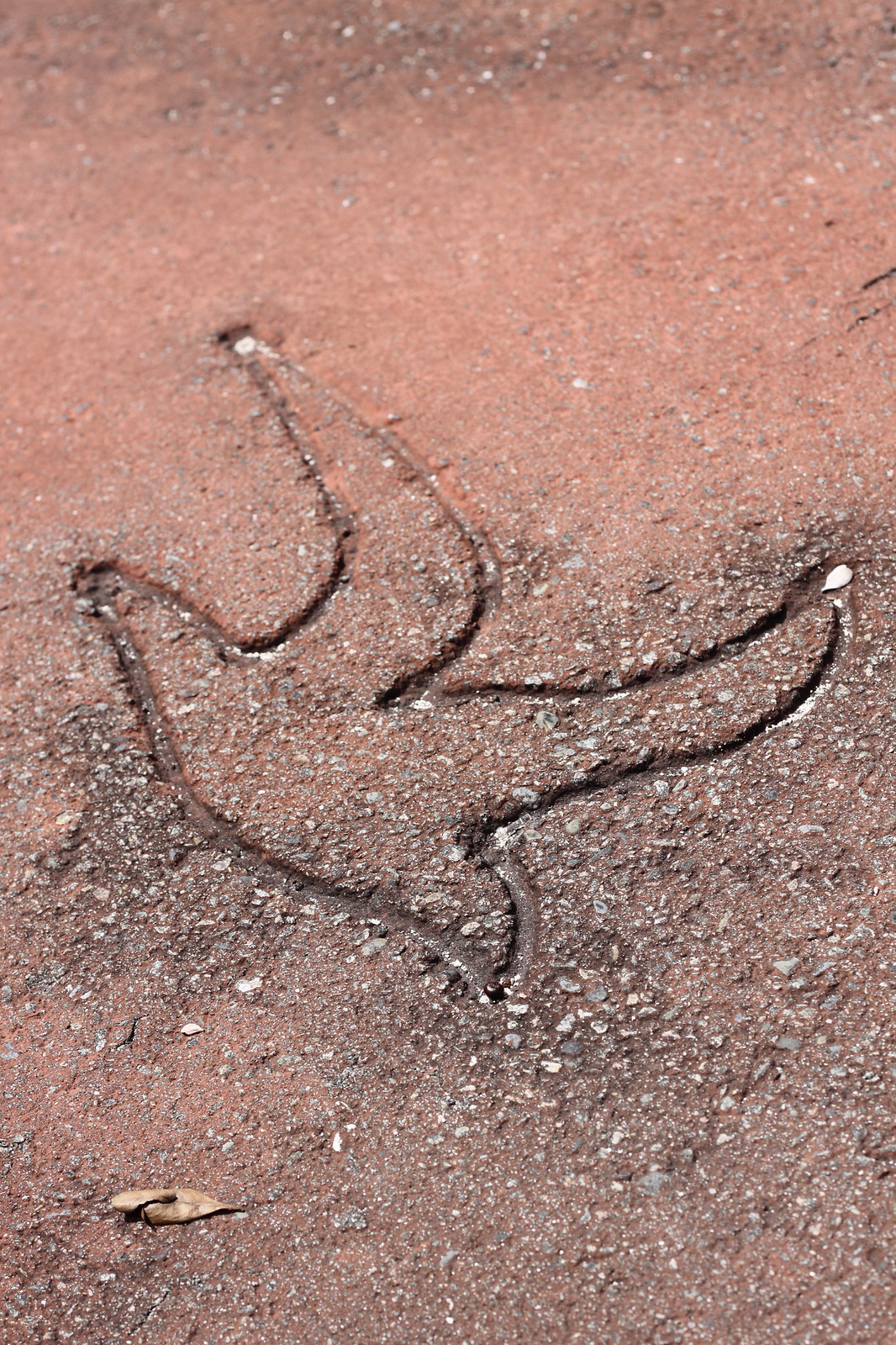Seagull footprints pressed into weathered reddish concrete, alongside a small dried leaf.