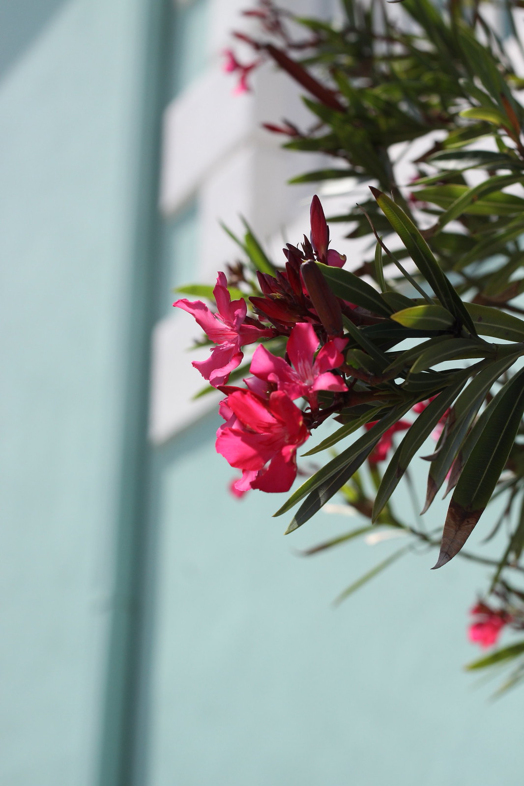 Bright pink oleander blossoms and dark green leaves against a pastel turquoise and white wall in sunlight.