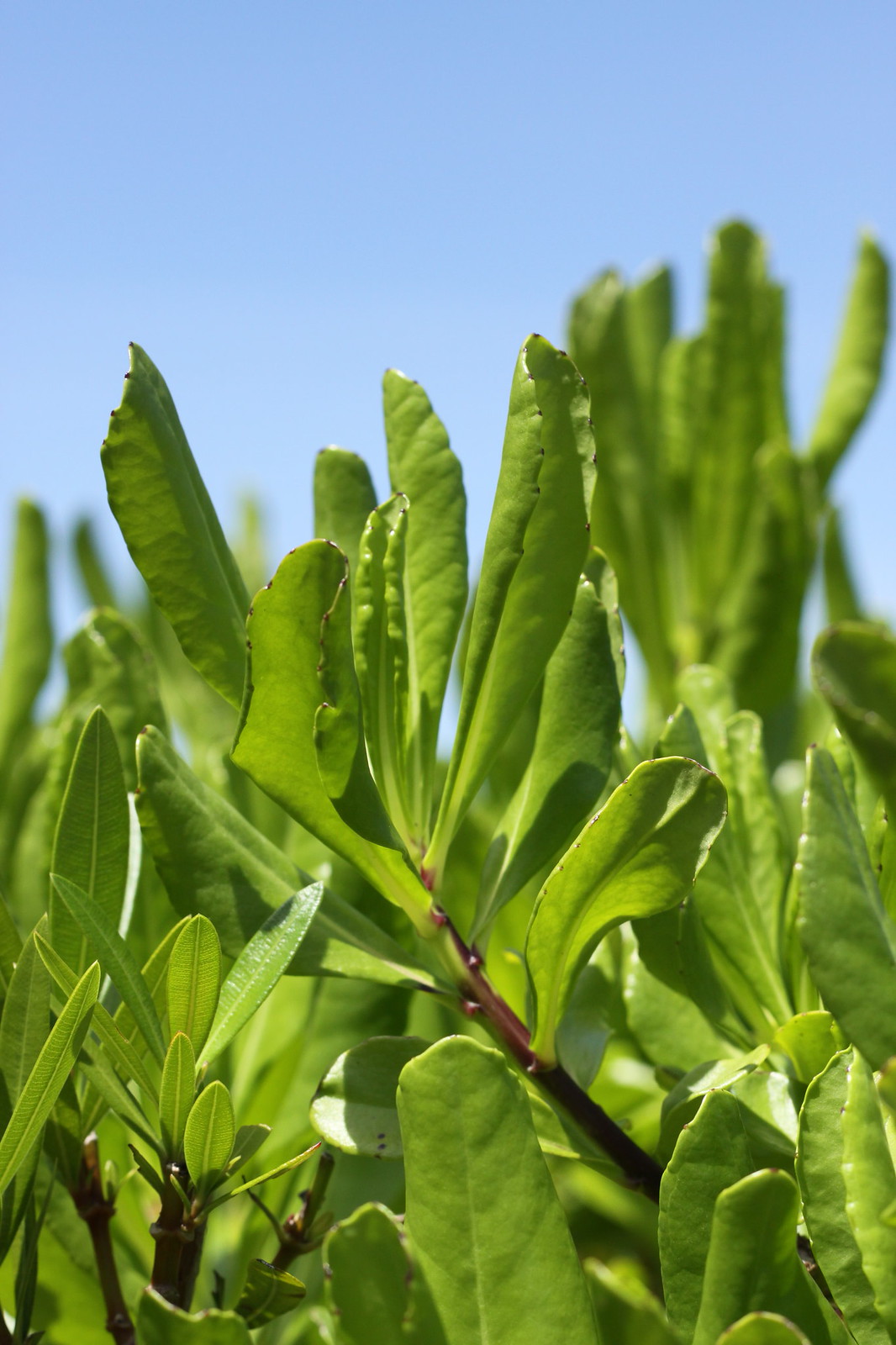 Sunlit green leaves of a shrub reaching upward against a clear blue sky.