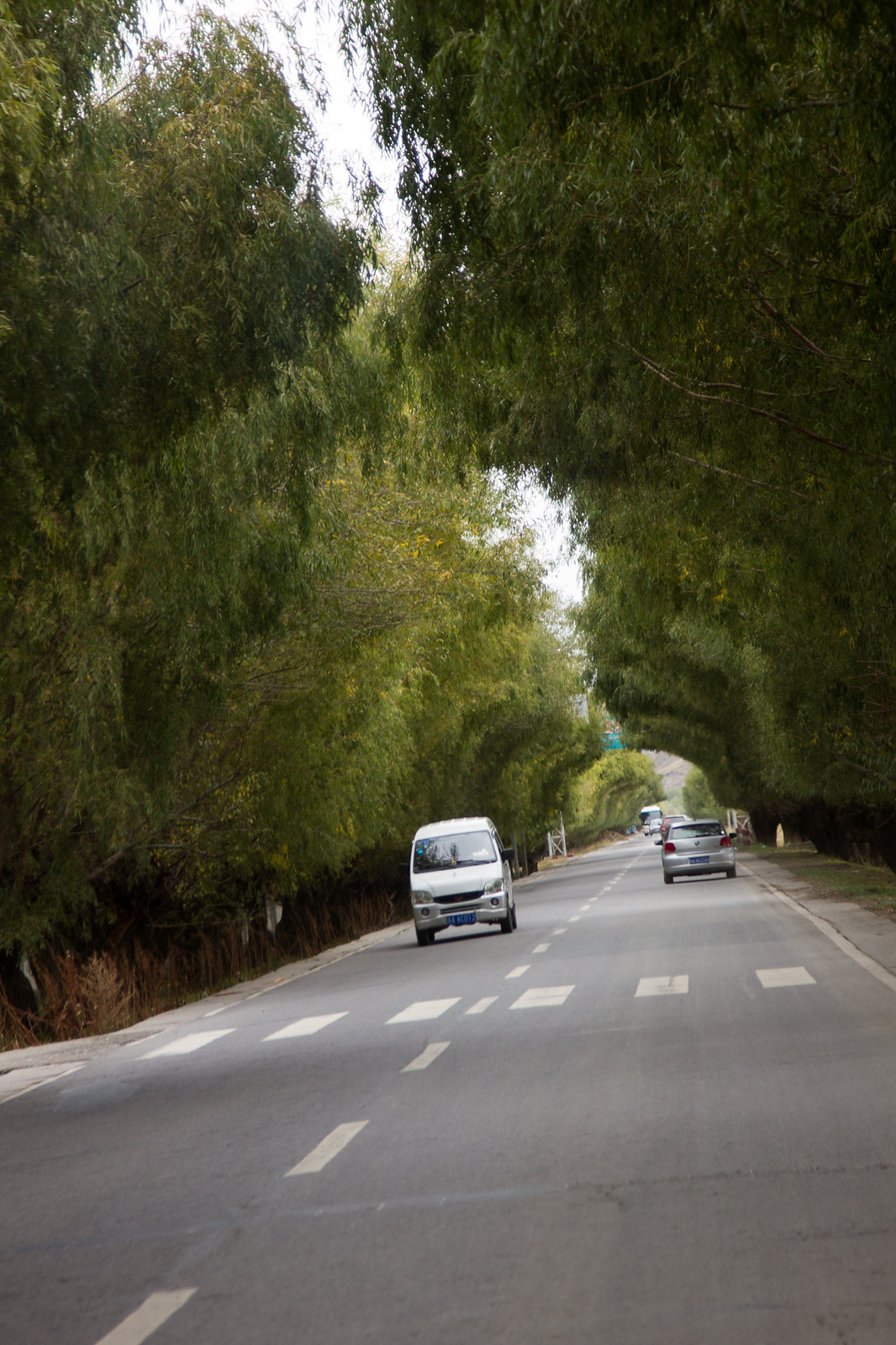 A white minivan and a silver car drive down a paved road tunneled by overhanging willow trees.