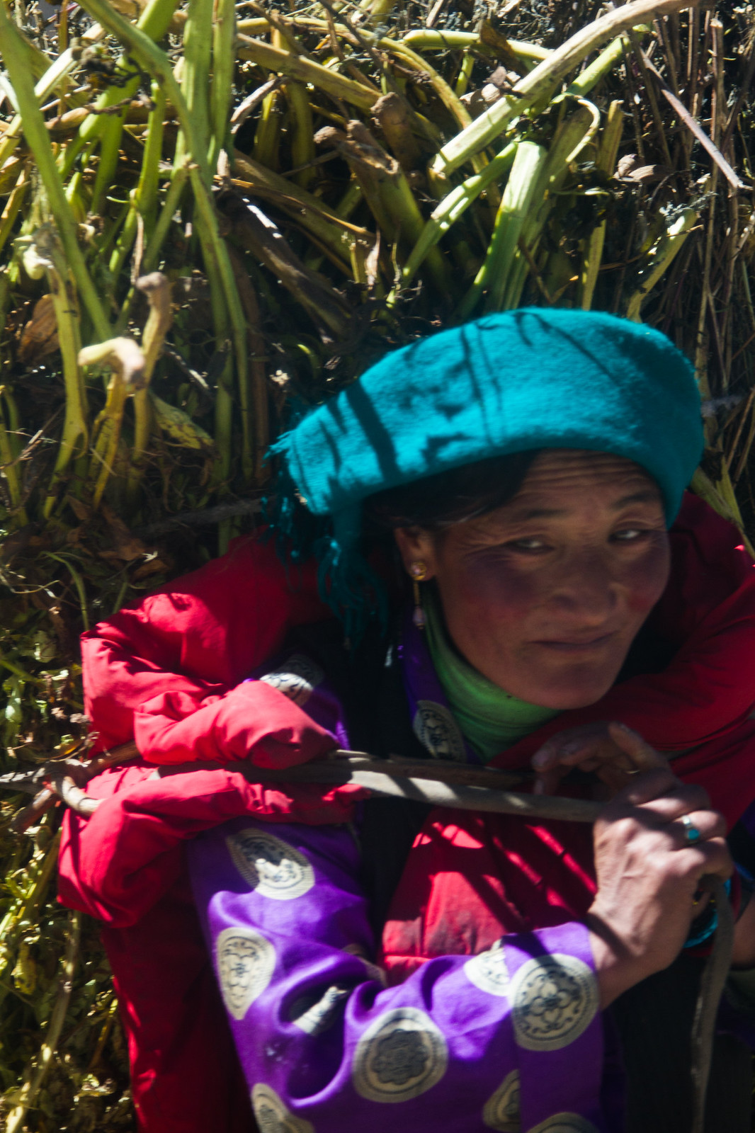 Tibetan woman in a teal headscarf and red coat carrying a large bundle of harvested crop stalks on her back.