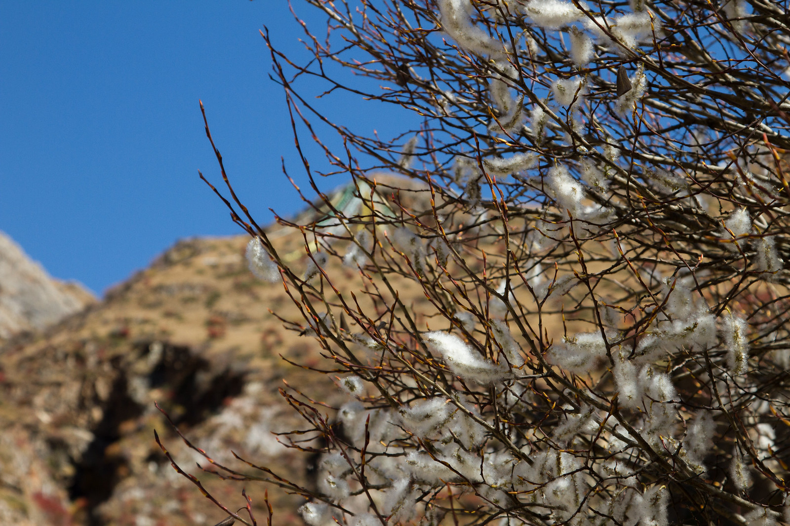 Fluffy pussy willow catkins on bare branches against a barren mountainside and clear blue sky.