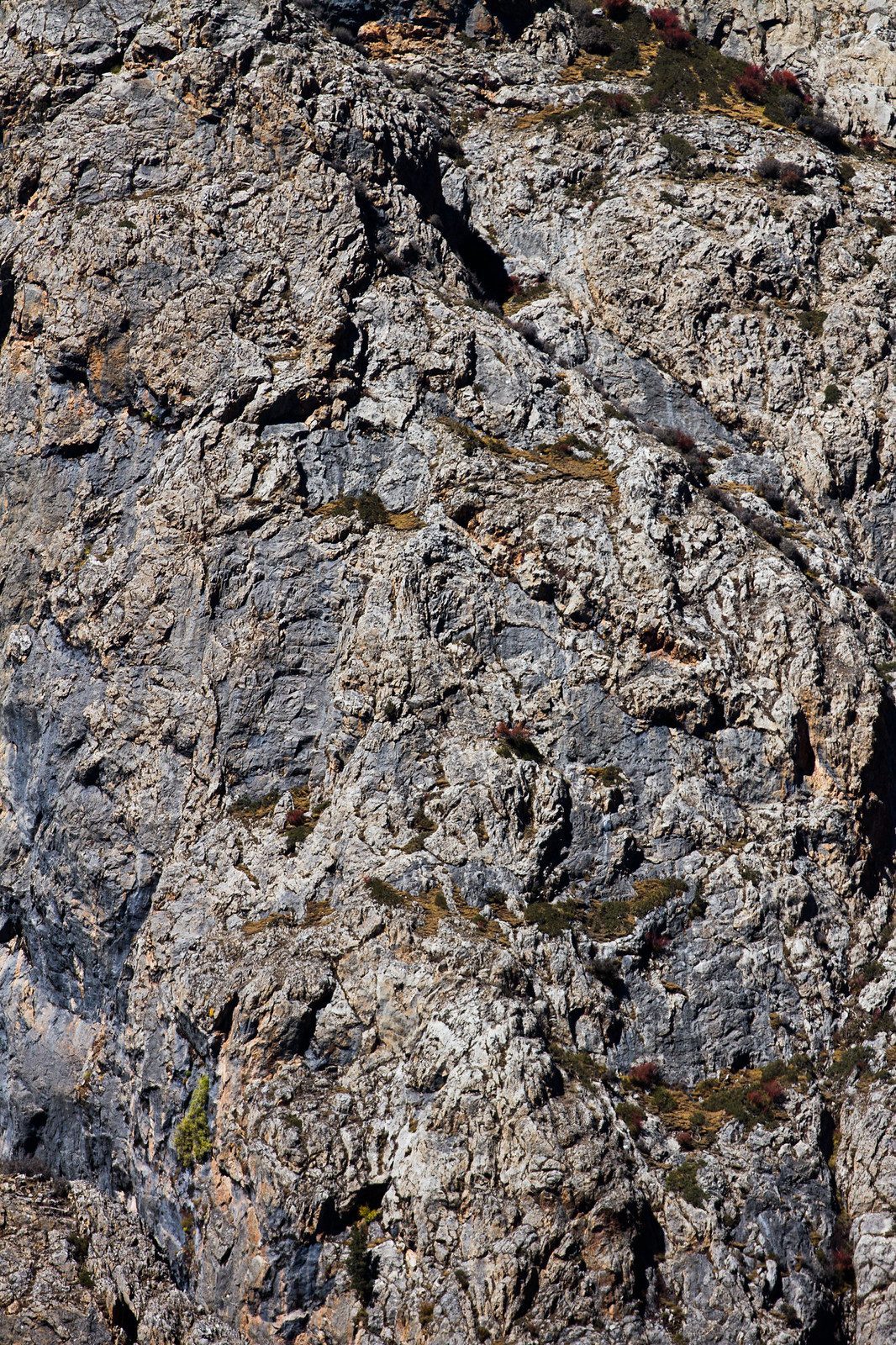 Rugged gray rock face dotted with sparse green shrubs and red autumn foliage in crevices.