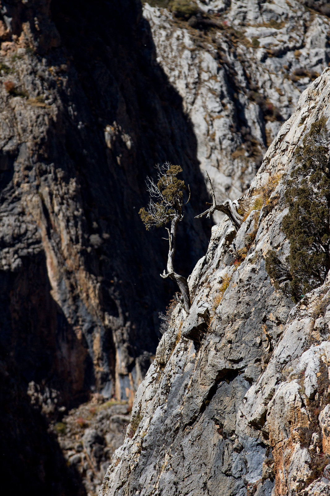 A gnarled, weathered tree clings to a sunlit rocky cliff face above a shadowed gorge.