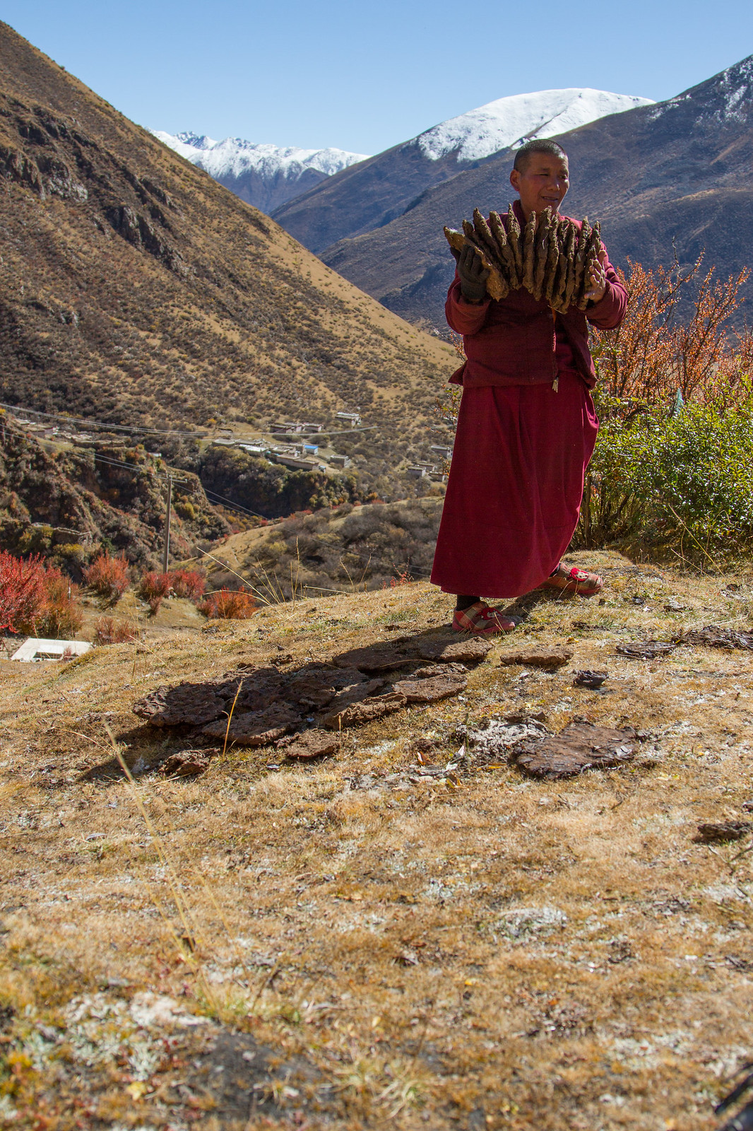 Monk in maroon robes gathers dried dung fuel on a hillside above a snow-capped Tibetan valley.