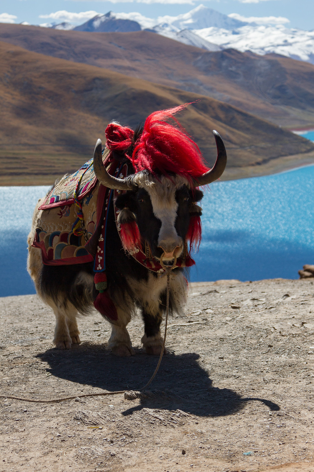 Decorated yak with red tassels and an embroidered saddle beside a turquoise lake and snowy peaks in Tibet