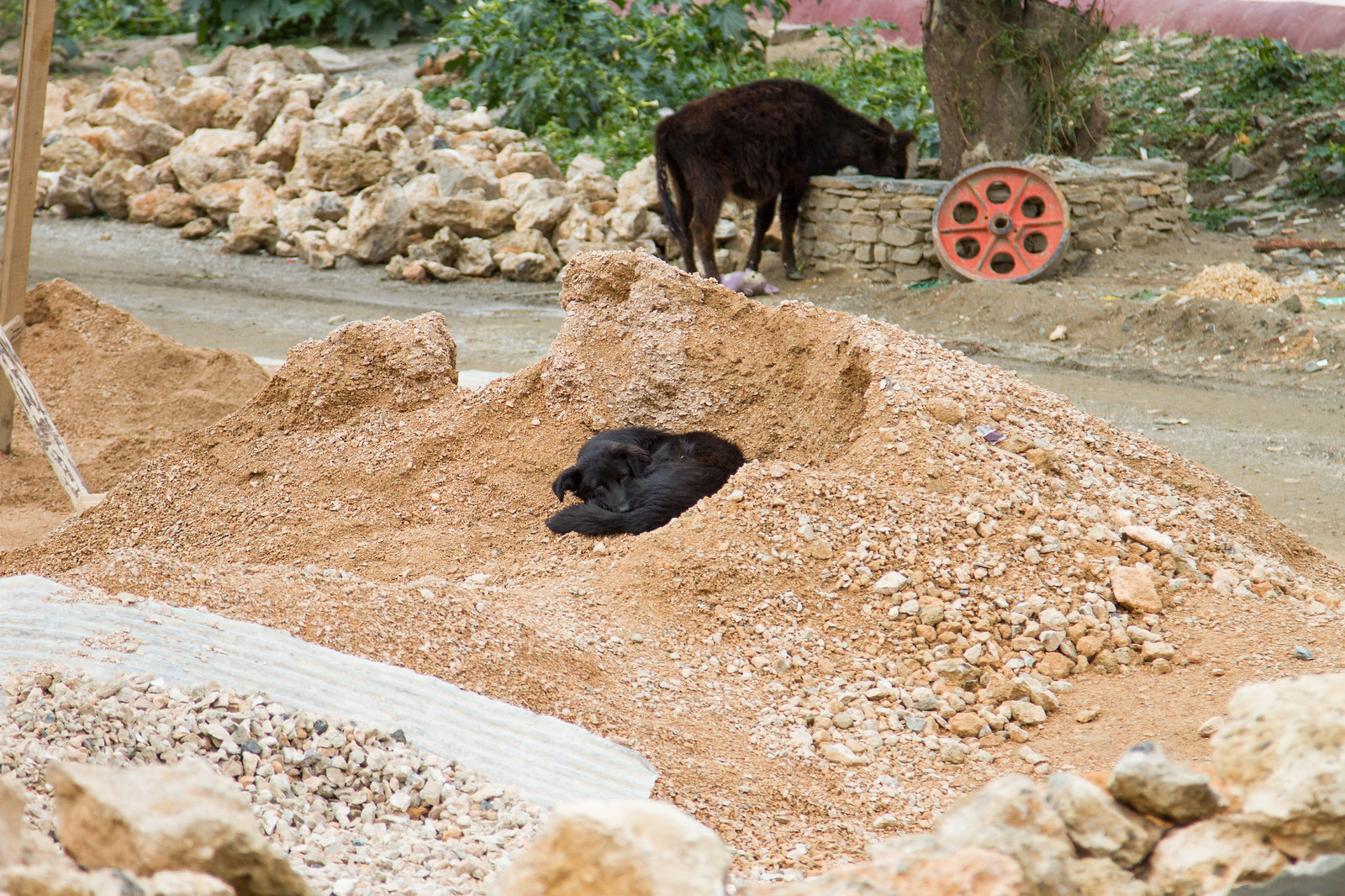 A black dog curled up asleep on a sand pile as a dark yak grazes near a stone wall behind.